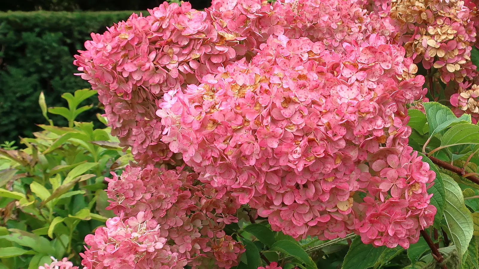 Limelight Peegee Hydrangea (Hydrangea Paniculata 'Limelight') — lime-green blooms that bring a splash of color to the landscape from mid-summer to fall