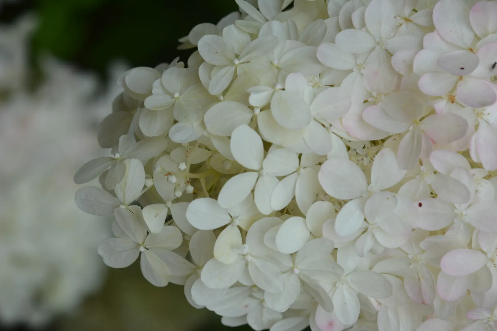 Limelight Peegee Hydrangea (Hydrangea Paniculata 'Limelight') — The Limelight Peegee Hydrangea (Hydrangea paniculata 'Limelight') is an, image 49