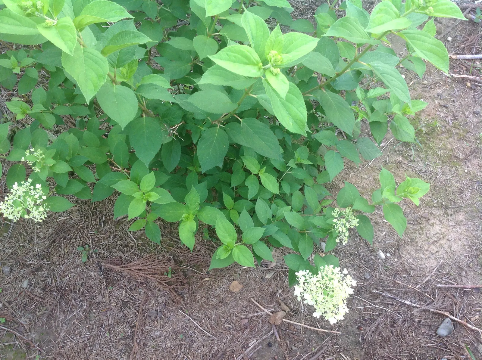 Limelight Peegee Hydrangea (Hydrangea Paniculata 'Limelight') — Typically reaching 6-8 feet in height and spread; typically attaining a height of 6 to 8 feet