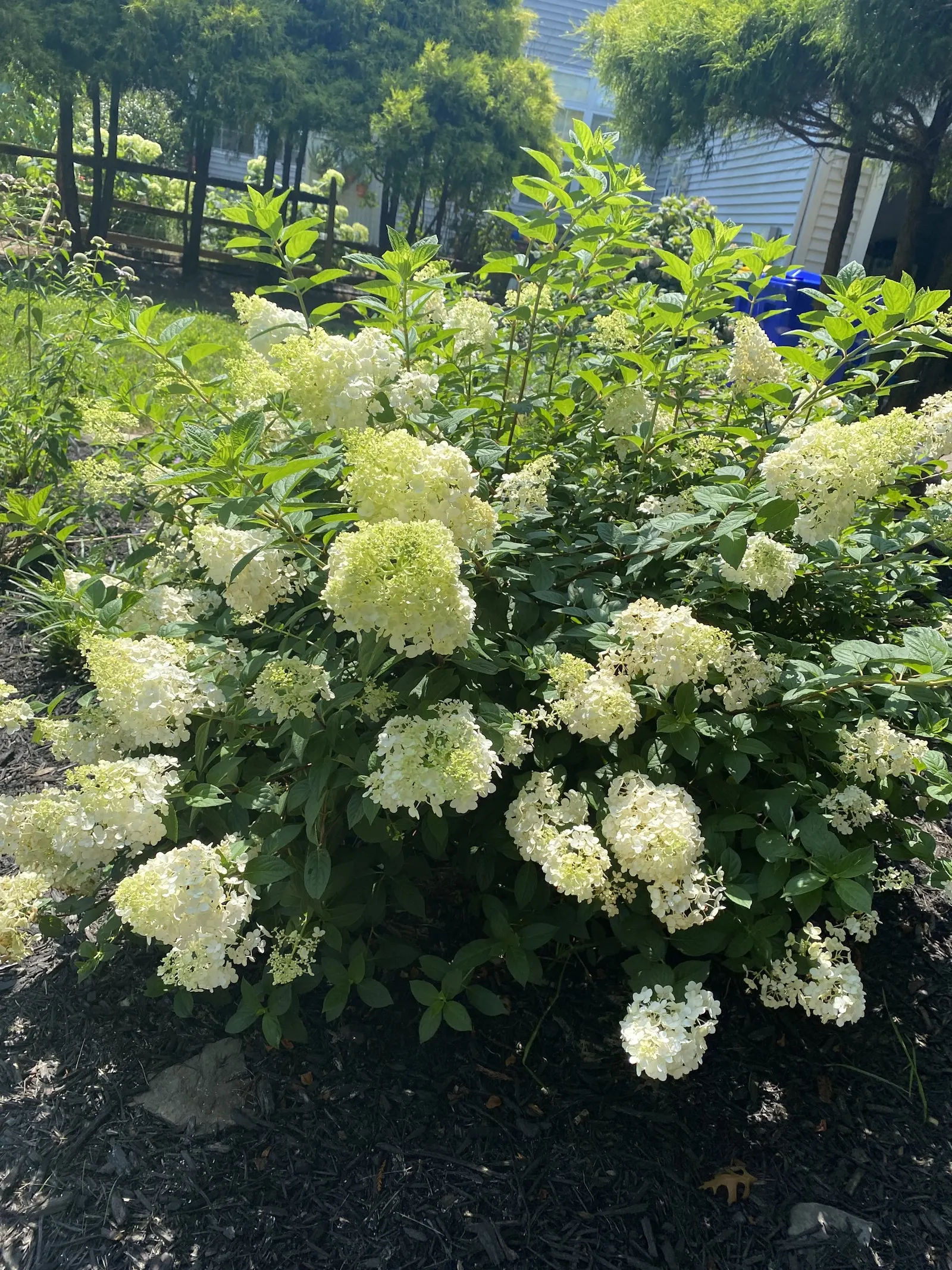 Limelight Peegee Hydrangea (Hydrangea Paniculata 'Limelight') — Clients will delight in the dynamic color display and the plant's ability to attract pollinators