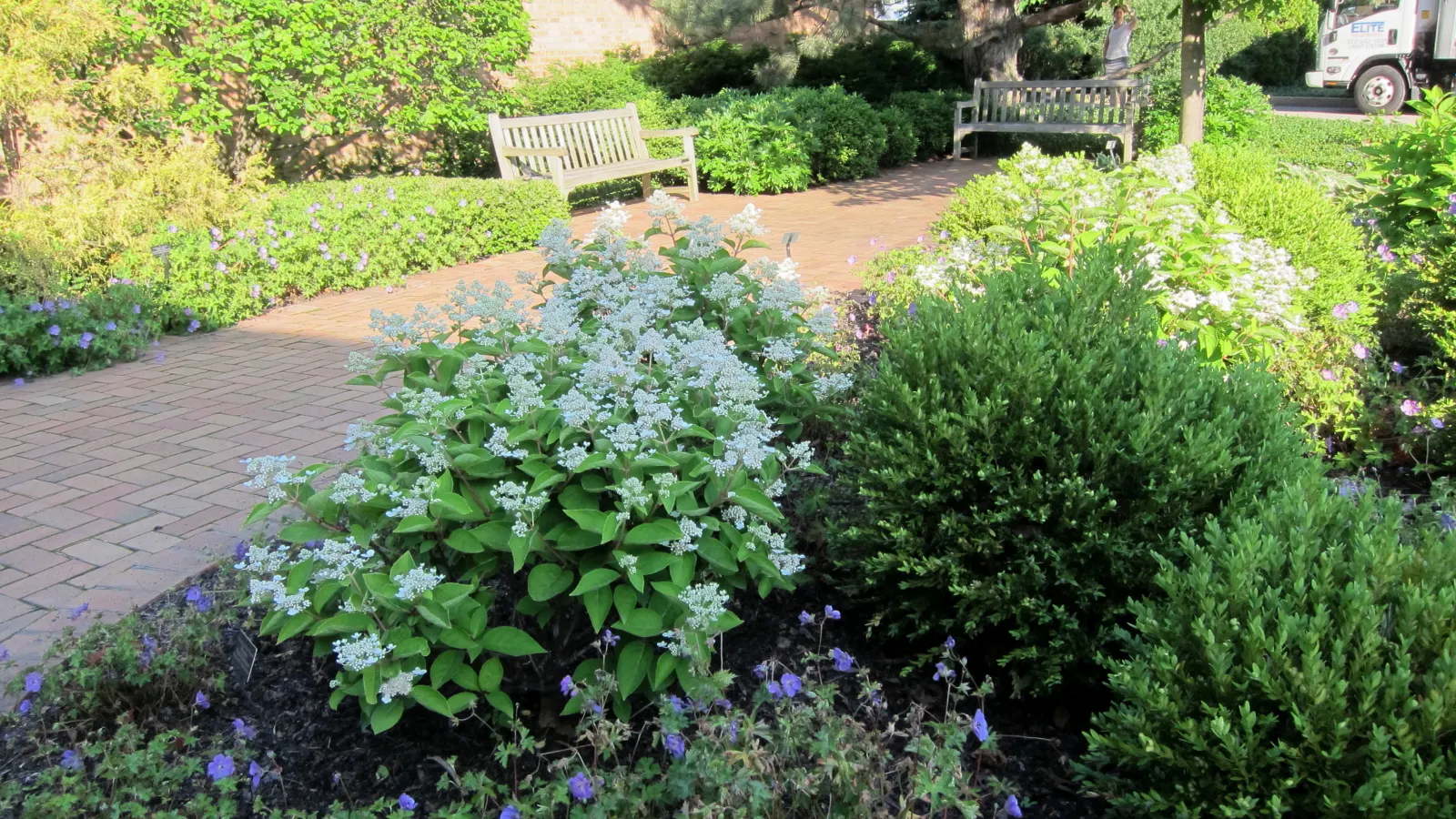 Limelight Peegee Hydrangea (Hydrangea Paniculata 'Limelight') — lime-green blooms that bring a splash of color to the landscape from mid-summer to, image 28
