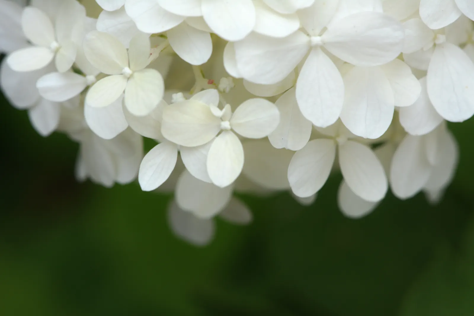 Limelight Peegee Hydrangea (Hydrangea Paniculata 'Limelight') — lime-green blooms that bring a splash of color to the landscape from mid-summer to, image 50