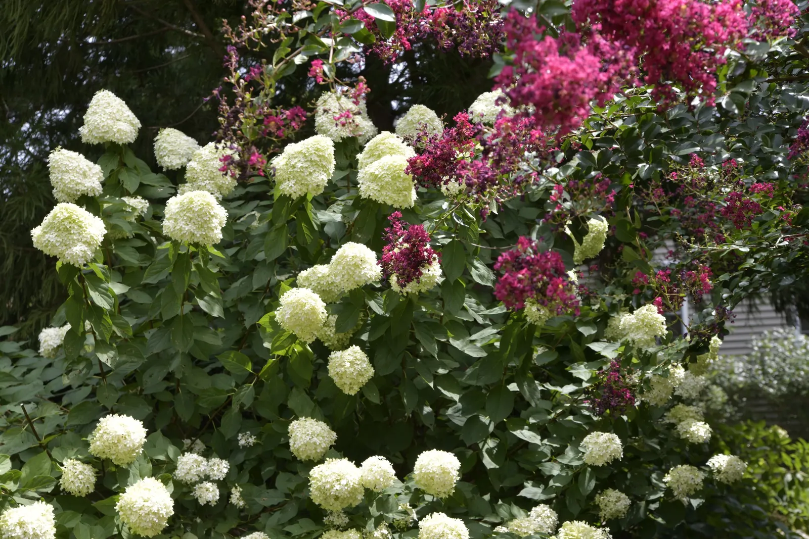 Limelight Peegee Hydrangea (Hydrangea Paniculata 'Limelight') — 'Limelight' thrives in full sun to partial shade and prefers well-drained; ensuring, image 53