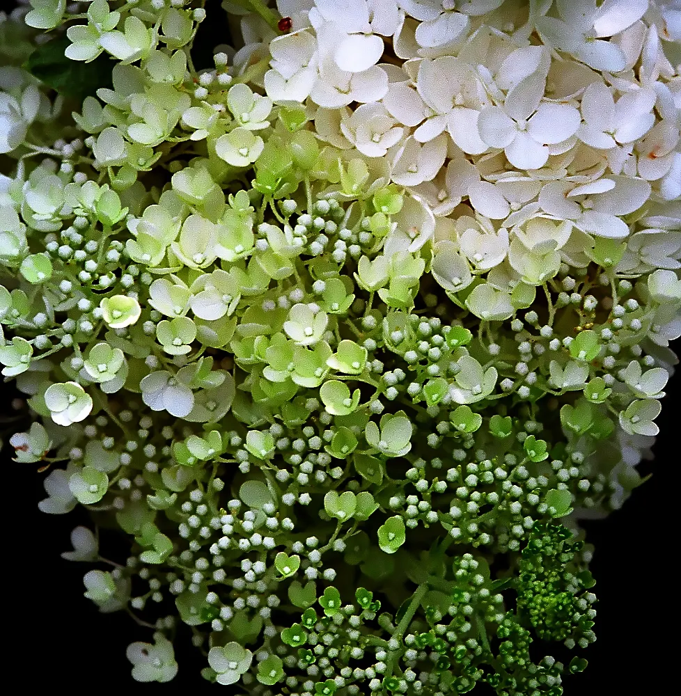 Limelight Peegee Hydrangea (Hydrangea Paniculata 'Limelight') — reaching lengths of 6 to 12 inches