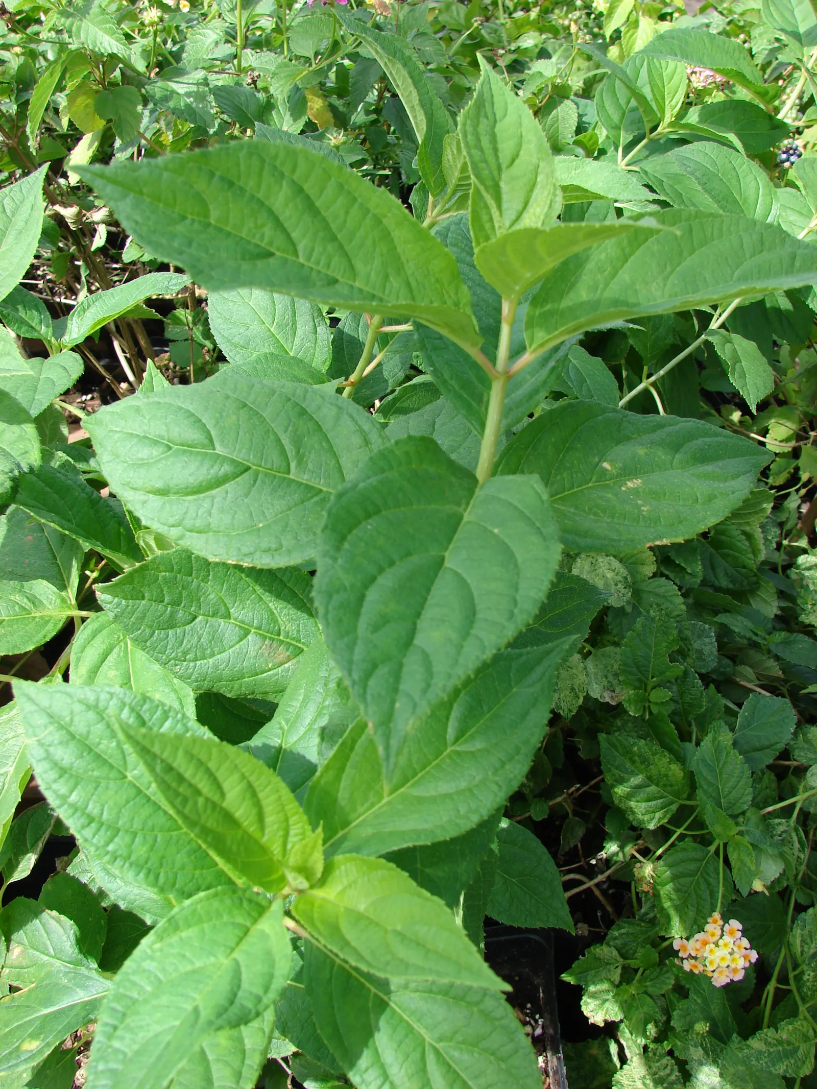 Limelight Peegee Hydrangea (Hydrangea Paniculata 'Limelight') — shrub with green and white blooms