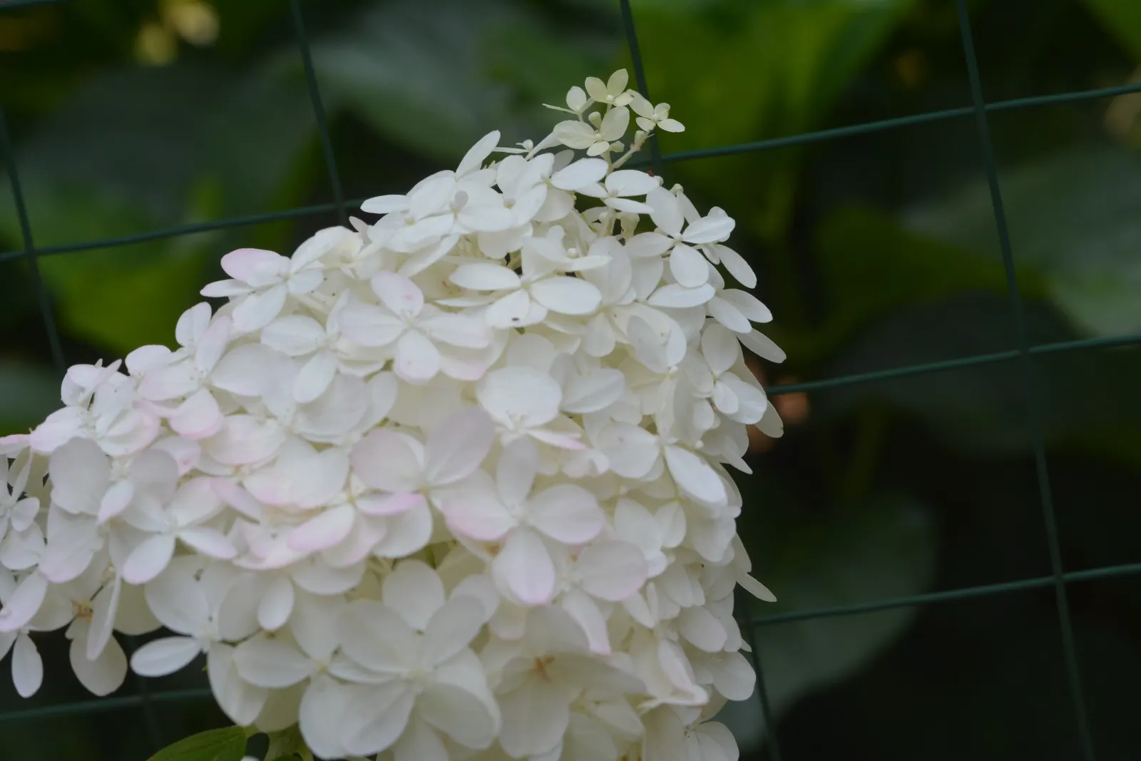Limelight Peegee Hydrangea (Hydrangea Paniculata 'Limelight') — incorporating 'Limelight' into the landscape provides a low-maintenance yet stunning focal
