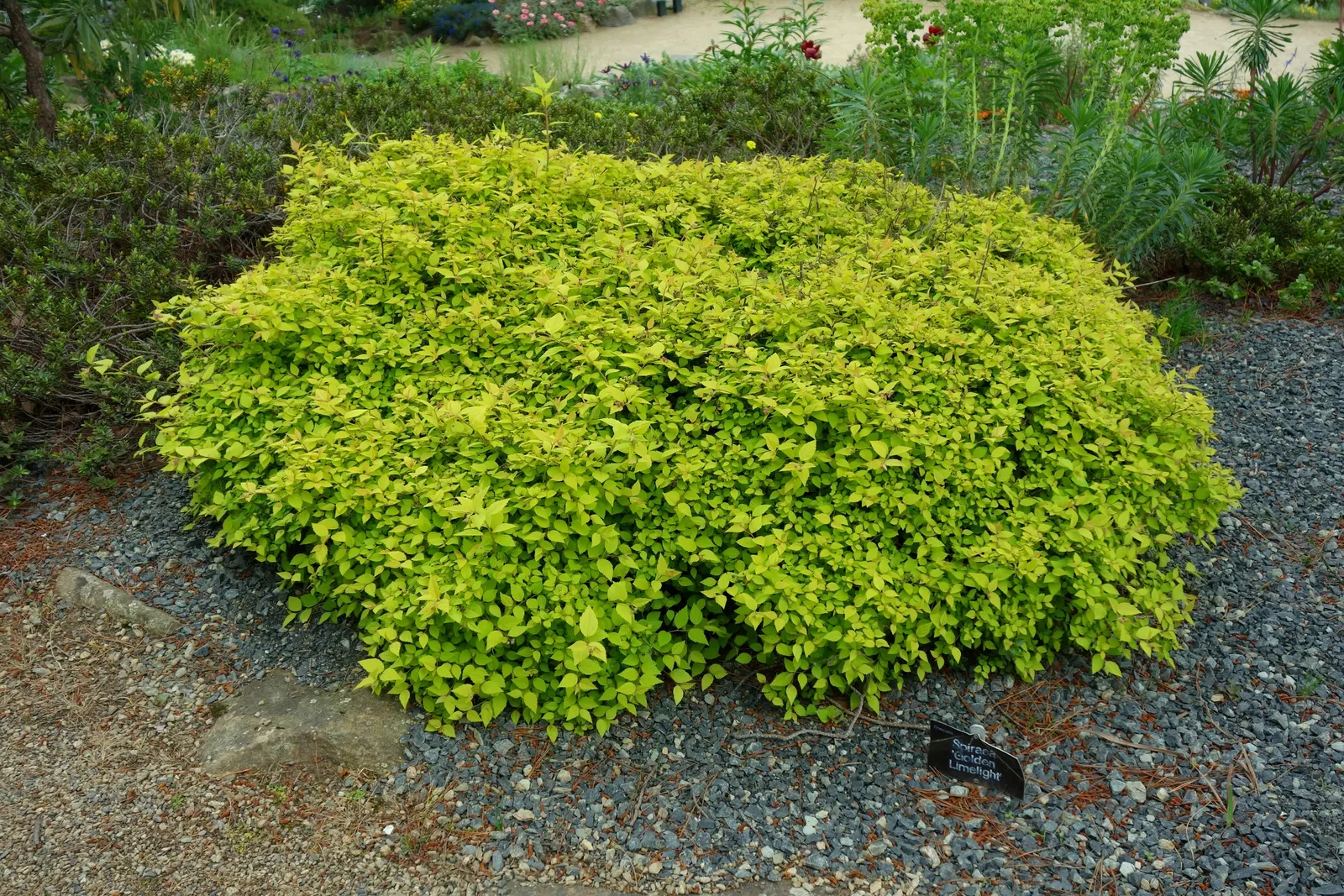 Limelight Peegee Hydrangea (Hydrangea Paniculata 'Limelight') — reaching lengths of 6 to 12 inches; 'Limelight' thrives in full sun to partial shade and