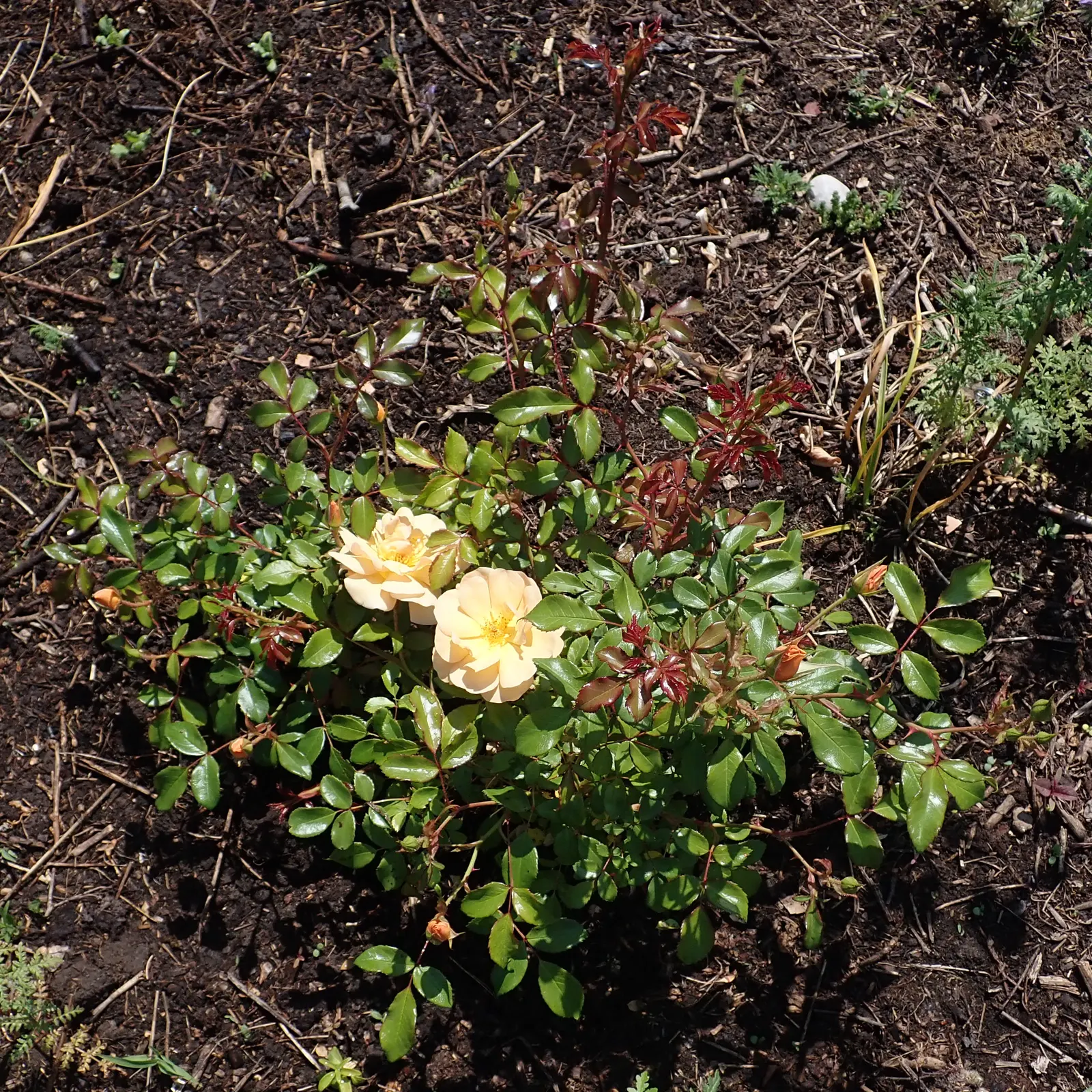 Ambridge Rose English Rose (Rosa David Austin 'Ambridge Rose') — This repeat bloomer presents a lush display from late spring to fall