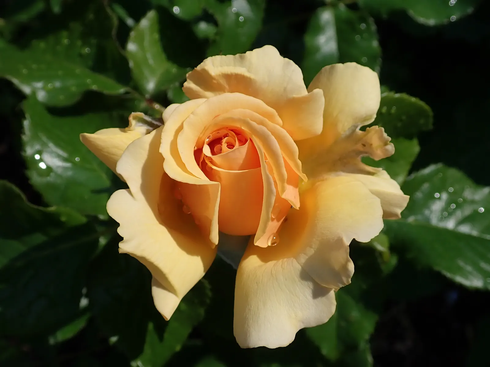 Ambridge Rose English Rose (Rosa David Austin 'Ambridge Rose') — it thrives in full sun to partial shade