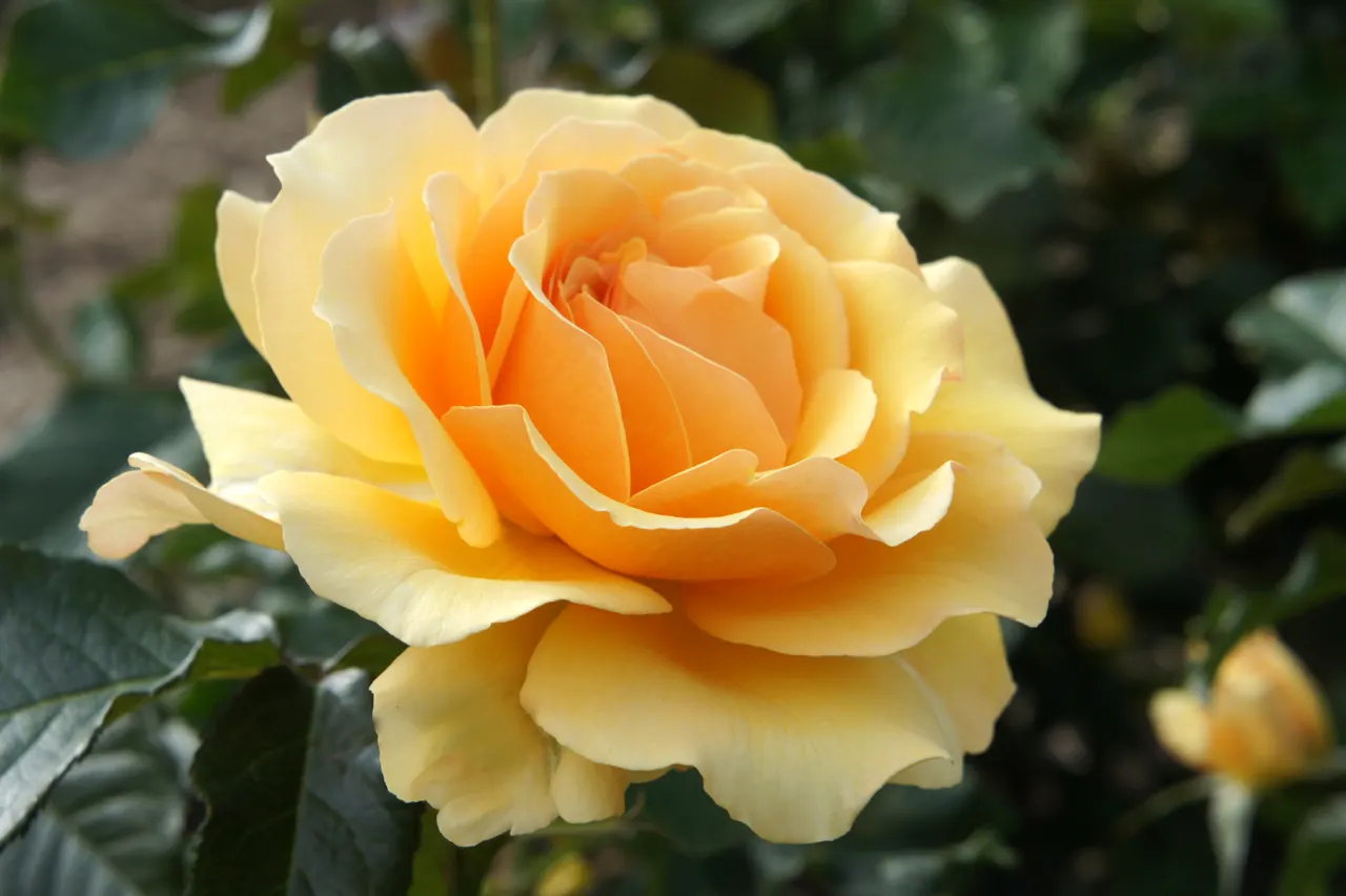 Ambridge Rose English Rose (Rosa David Austin 'Ambridge Rose') — these roses should be planted 2.5 to 3 feet apart to allow for air circulation and robust