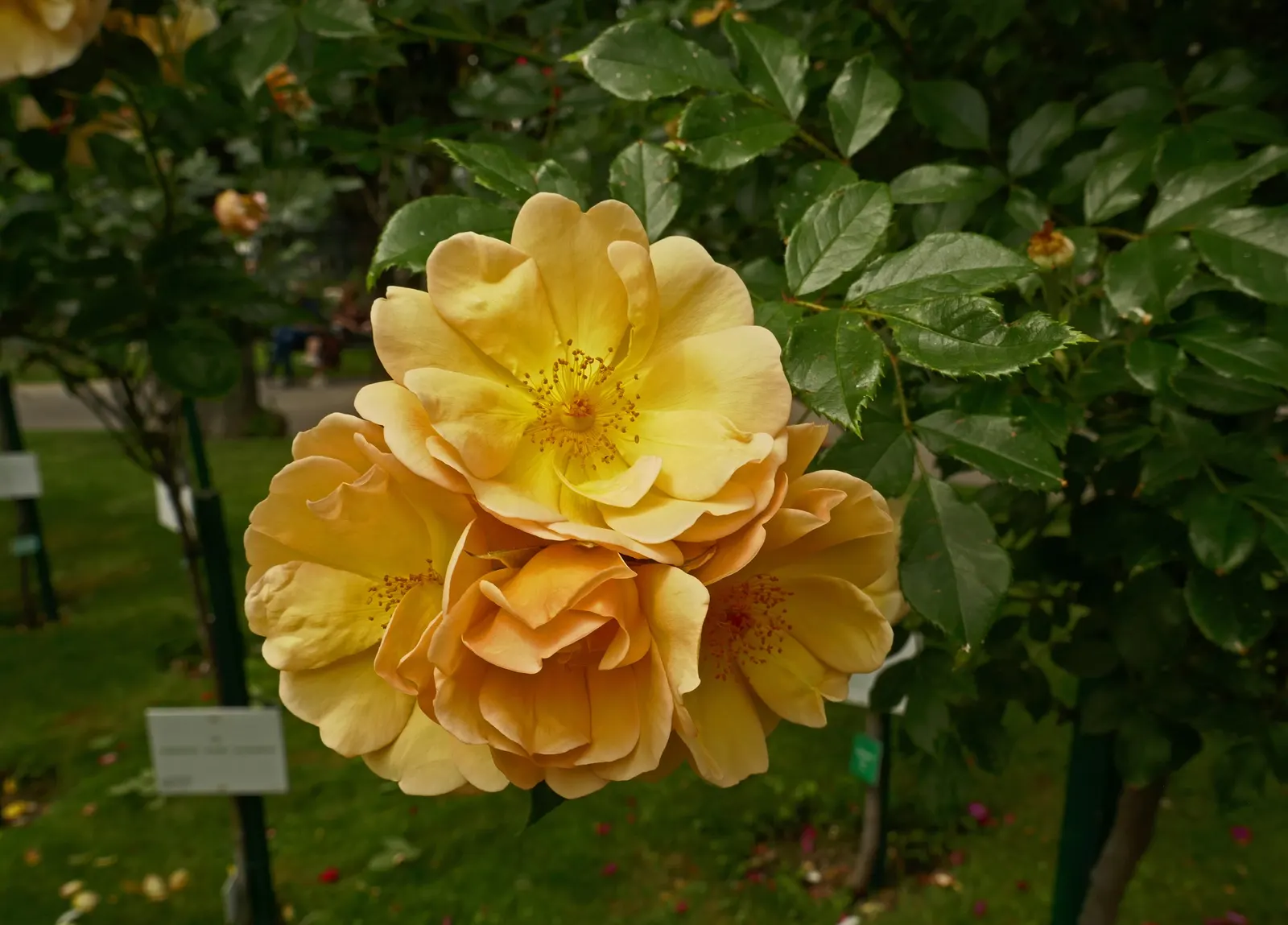 Ambridge Rose English Rose (Rosa David Austin 'Ambridge Rose') — perfectly blending old-world allure with modern-day resilience.<br><br>Characteristically
