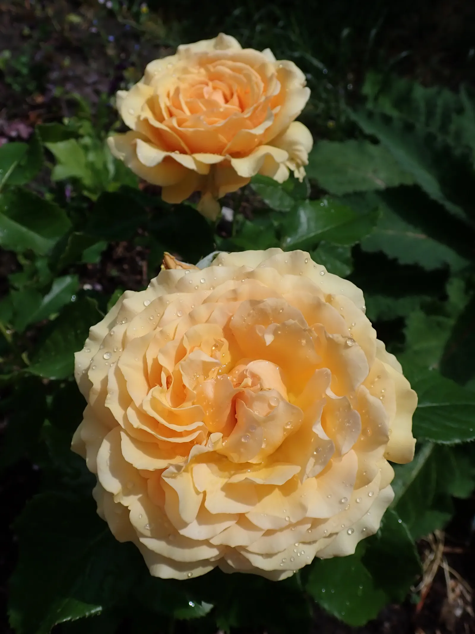 Ambridge Rose English Rose (Rosa David Austin 'Ambridge Rose') — This particular rose variety exudes an irresistible charm