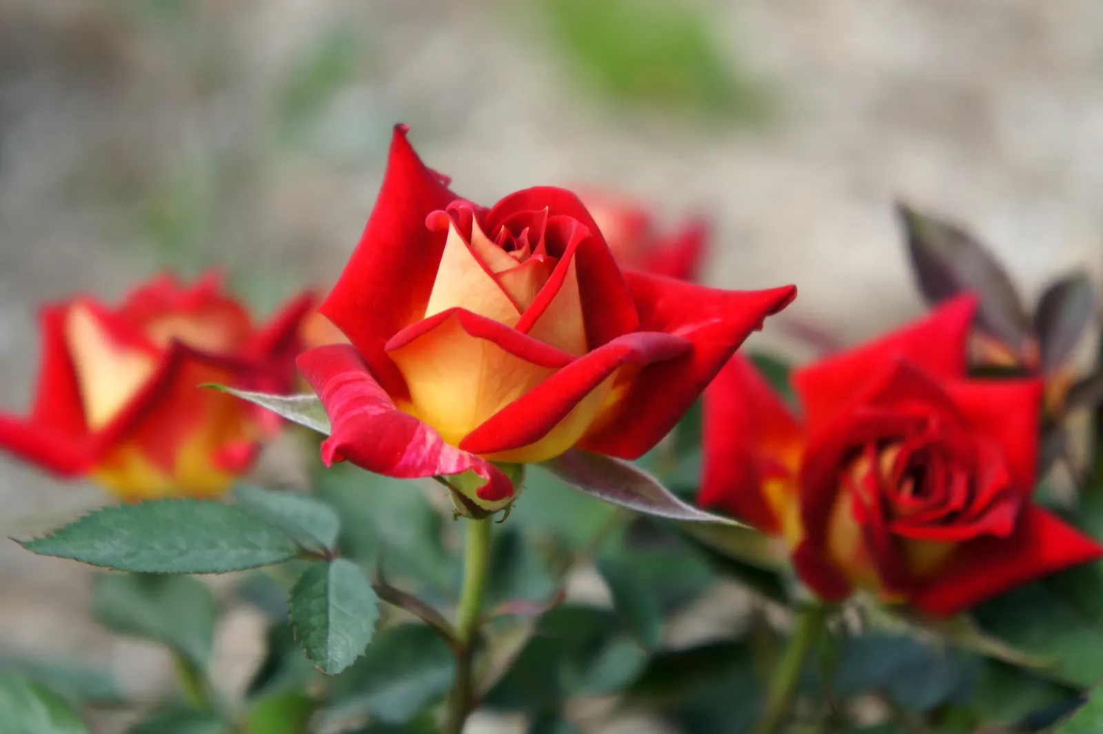 Ambridge Rose English Rose (Rosa David Austin 'Ambridge Rose') — or as an ornamental specimen.<br><br>For an effective landscape design