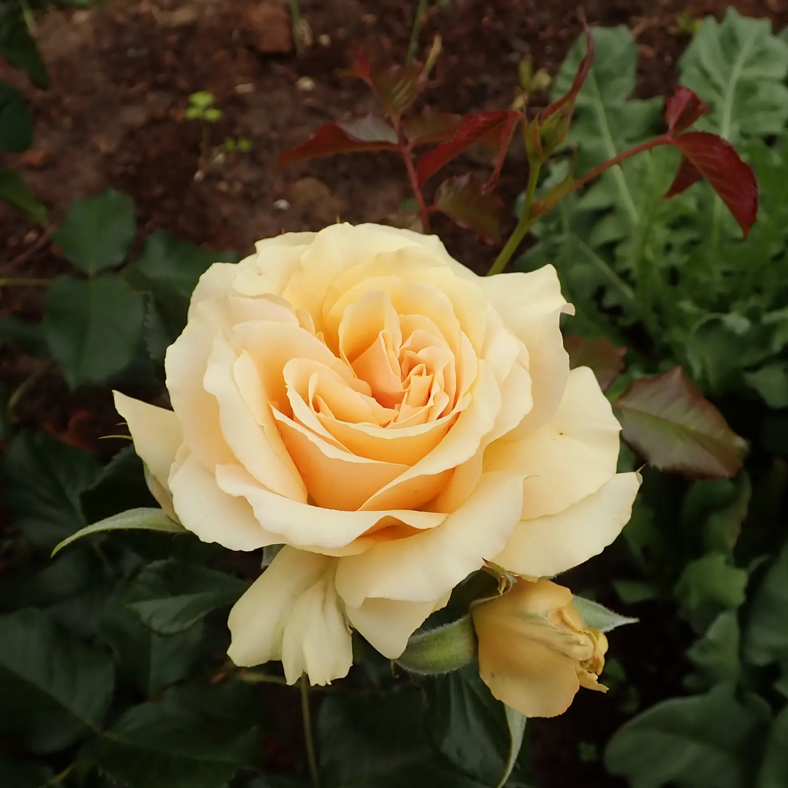 Ambridge Rose English Rose (Rosa David Austin 'Ambridge Rose') — it thrives in full sun to partial shade; thus making it an exemplary choice for garden borders