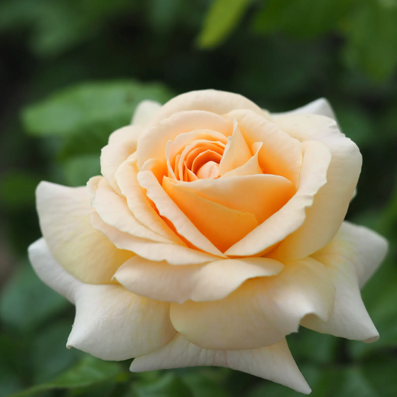 Ambridge Rose English Rose (Rosa David Austin 'Ambridge Rose') — is a cherished creation by the famed rose breeder David Austin