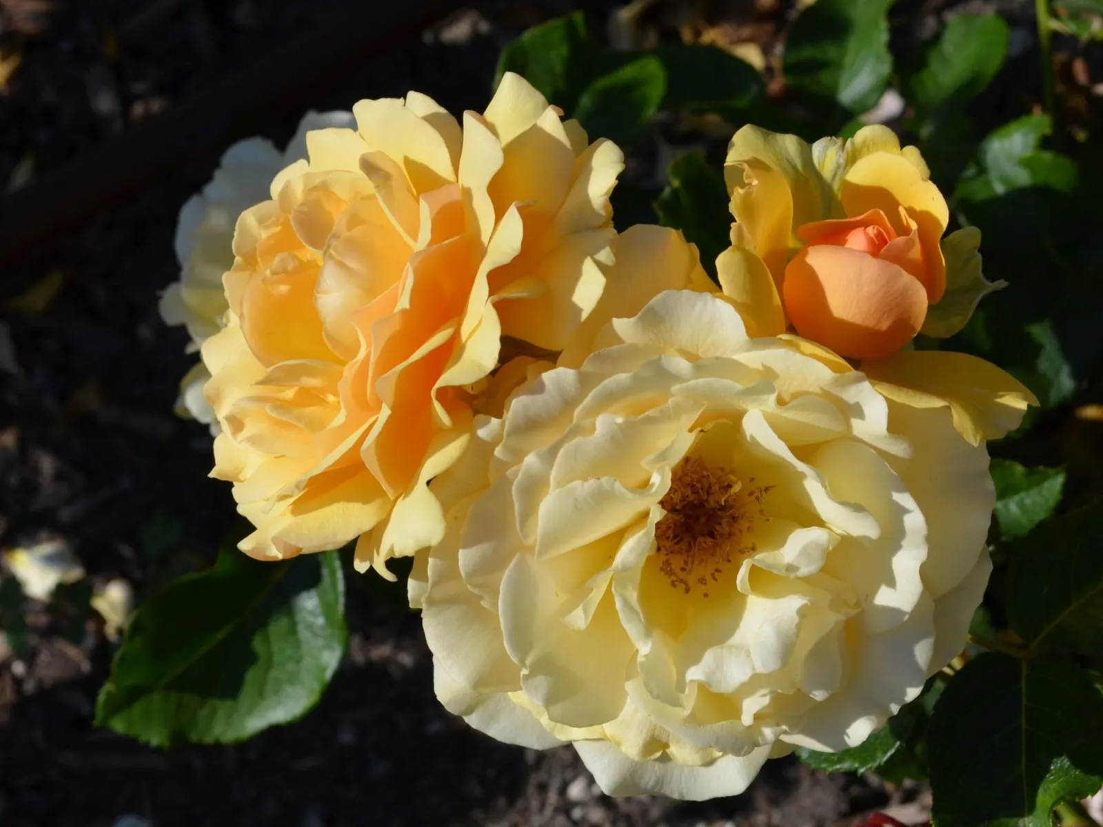 Ambridge Rose English Rose (Rosa David Austin 'Ambridge Rose') — shrub for full
