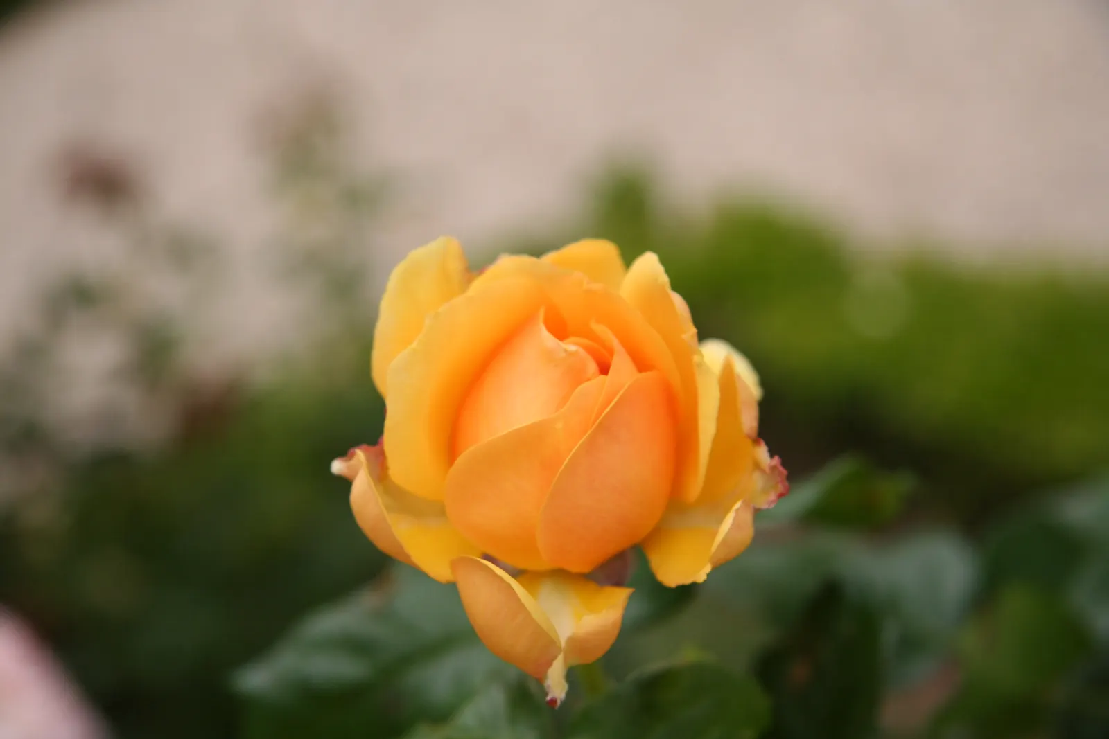 Ambridge Rose English Rose (Rosa David Austin 'Ambridge Rose') — Hardiness zones 5-9 ensure broad adaptability within temperate climates