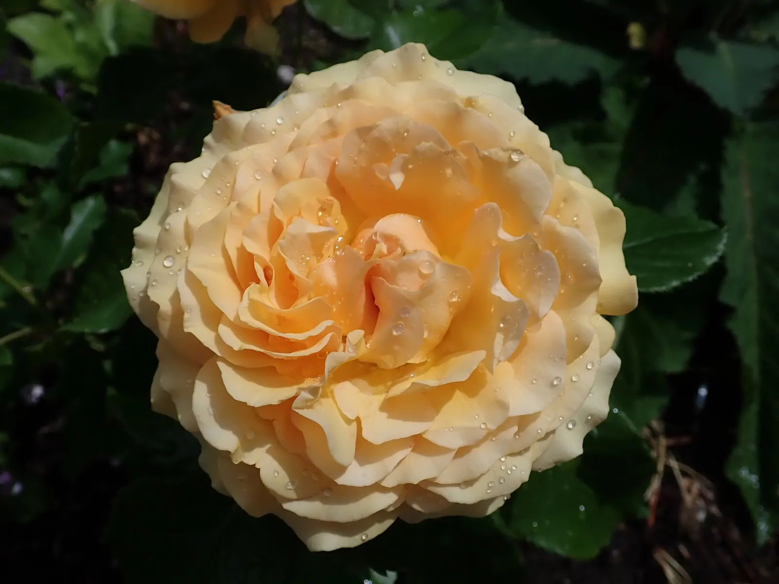 Ambridge Rose English Rose (Rosa David Austin 'Ambridge Rose') — Each flower measures about 3 to 4 inches across and is densely packed with delicate petals
