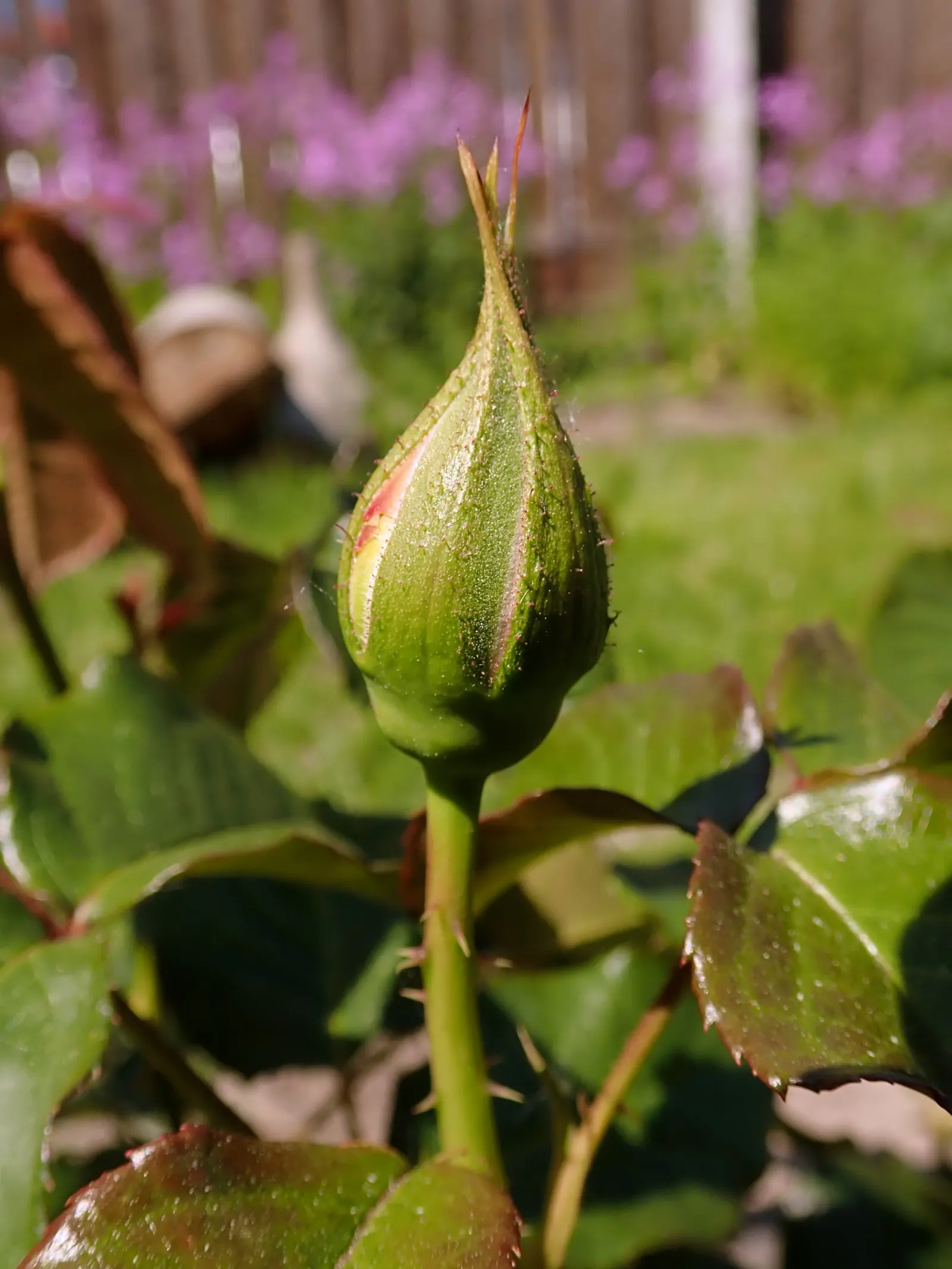Ambridge Rose English Rose (Rosa David Austin 'Ambridge Rose') — also revered as an Amber Rose English Rose