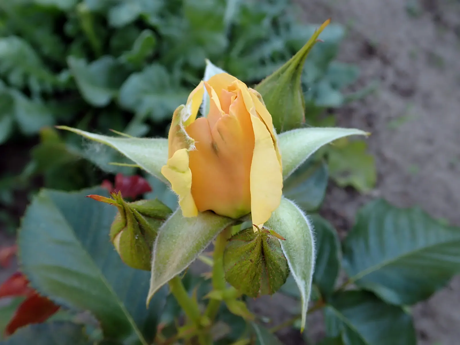 Ambridge Rose English Rose (Rosa David Austin 'Ambridge Rose') — Regular deadheading encourages recurrent blooming throughout the growing season