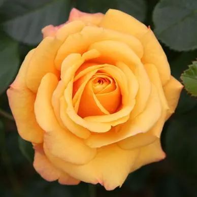 Ambridge Rose English Rose (Rosa David Austin 'Ambridge Rose') — reaching up to 4 feet in height and spreading 3 feet wide