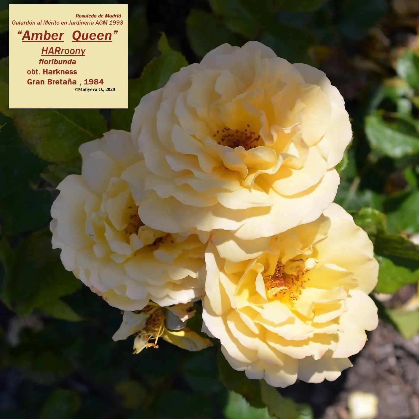 Ambridge Rose English Rose (Rosa David Austin 'Ambridge Rose') — This repeat bloomer presents a lush display from late spring to fall; making it a versatile
