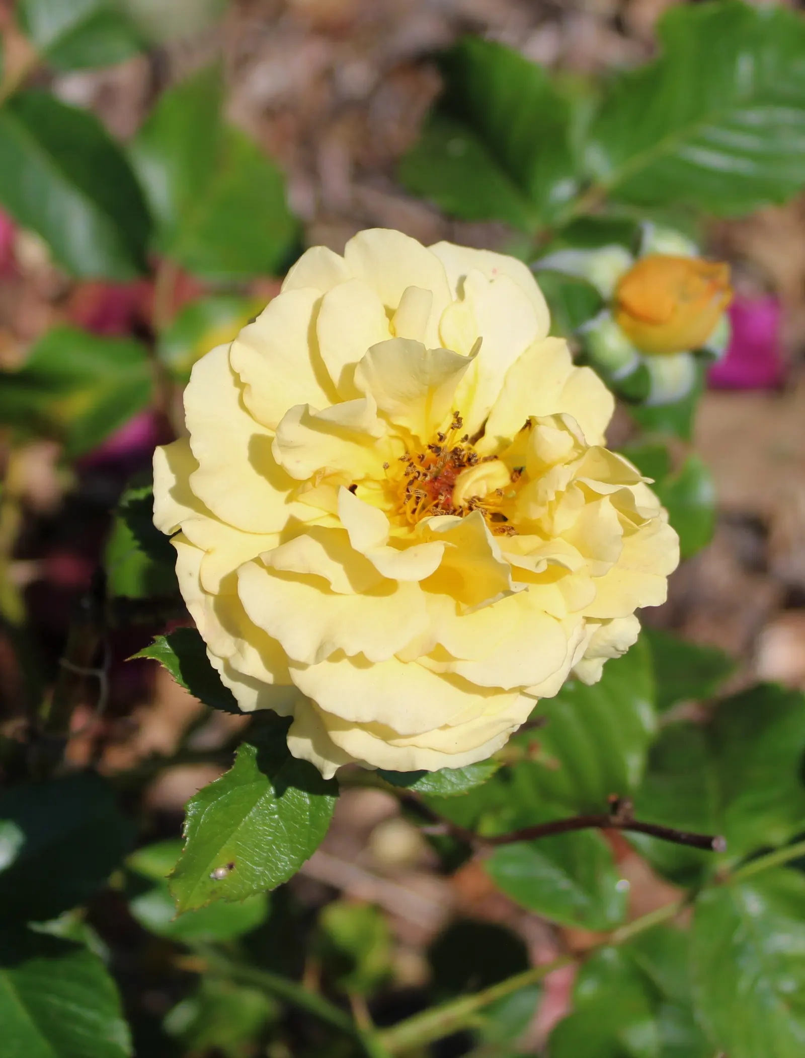 Ambridge Rose English Rose (Rosa David Austin 'Ambridge Rose') — Its mature form can attain heights of 3 to 4 feet with a similar spread
