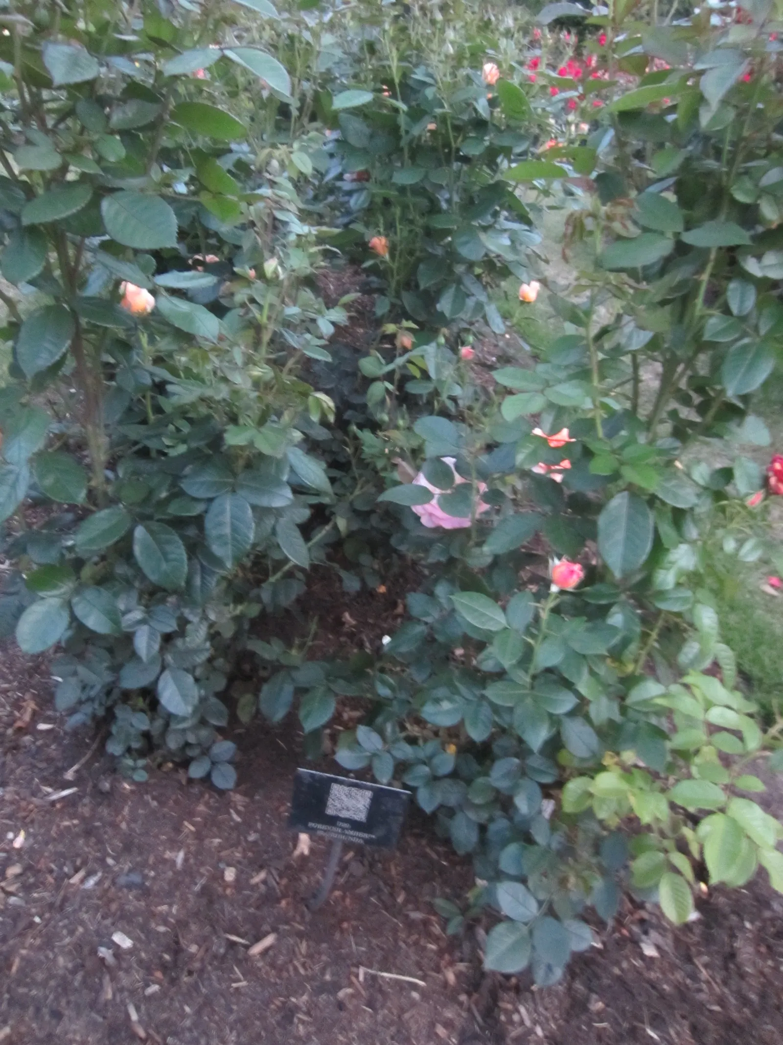 Ambridge Rose English Rose (Rosa David Austin 'Ambridge Rose') — exuding a delightful apricot-pink hue and a strong; perfectly blending old-world allure with