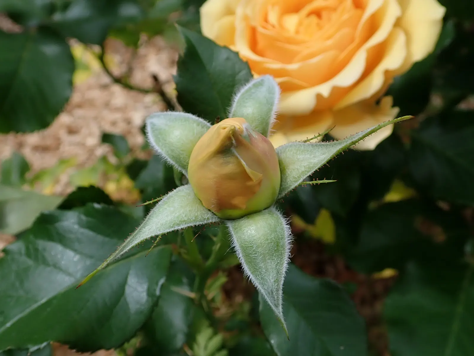 Ambridge Rose English Rose (Rosa David Austin 'Ambridge Rose') — making it a versatile choice for varied gardens