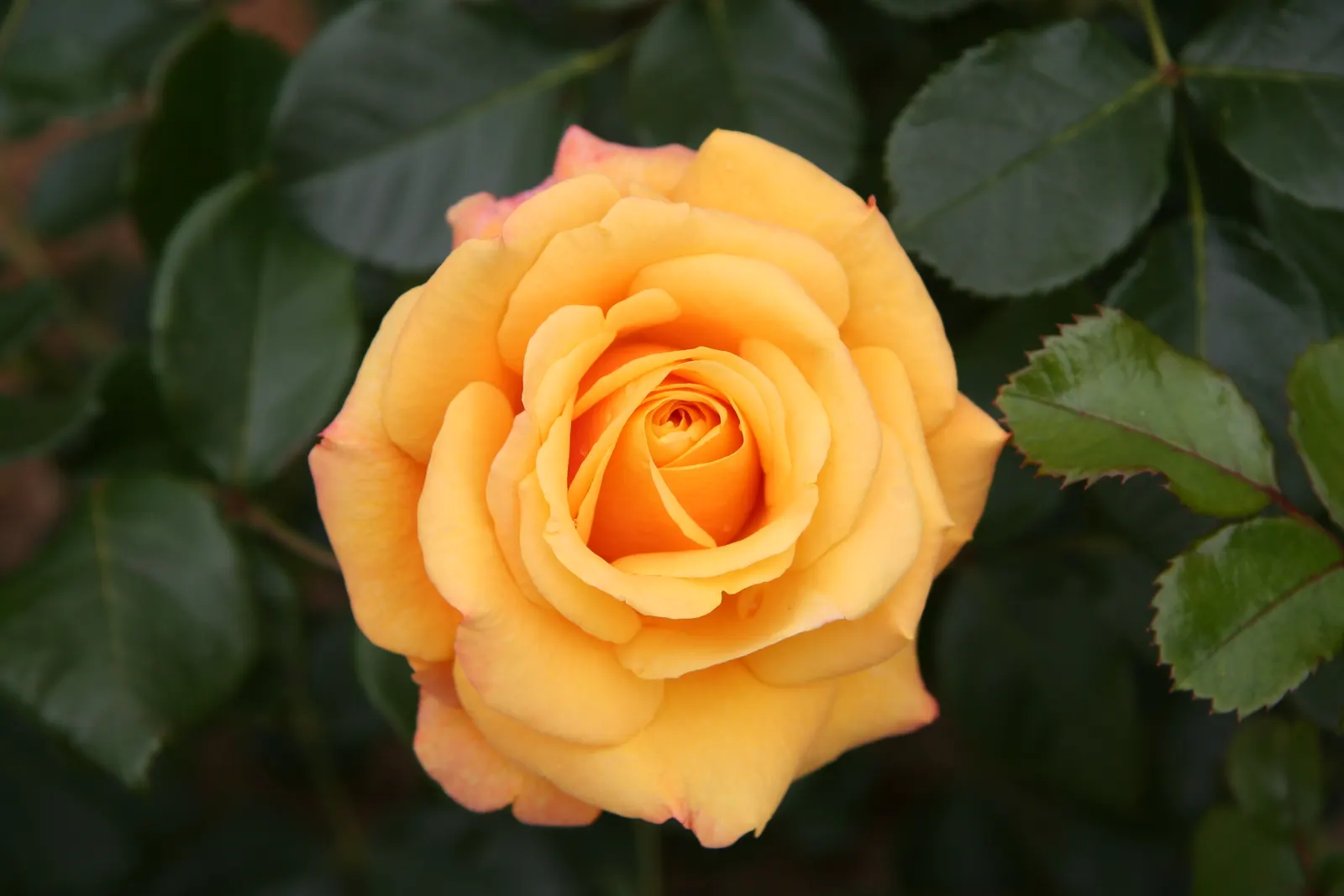 Ambridge Rose English Rose (Rosa David Austin 'Ambridge Rose') — fertile soil with a pH range between 6.5 and 7.0