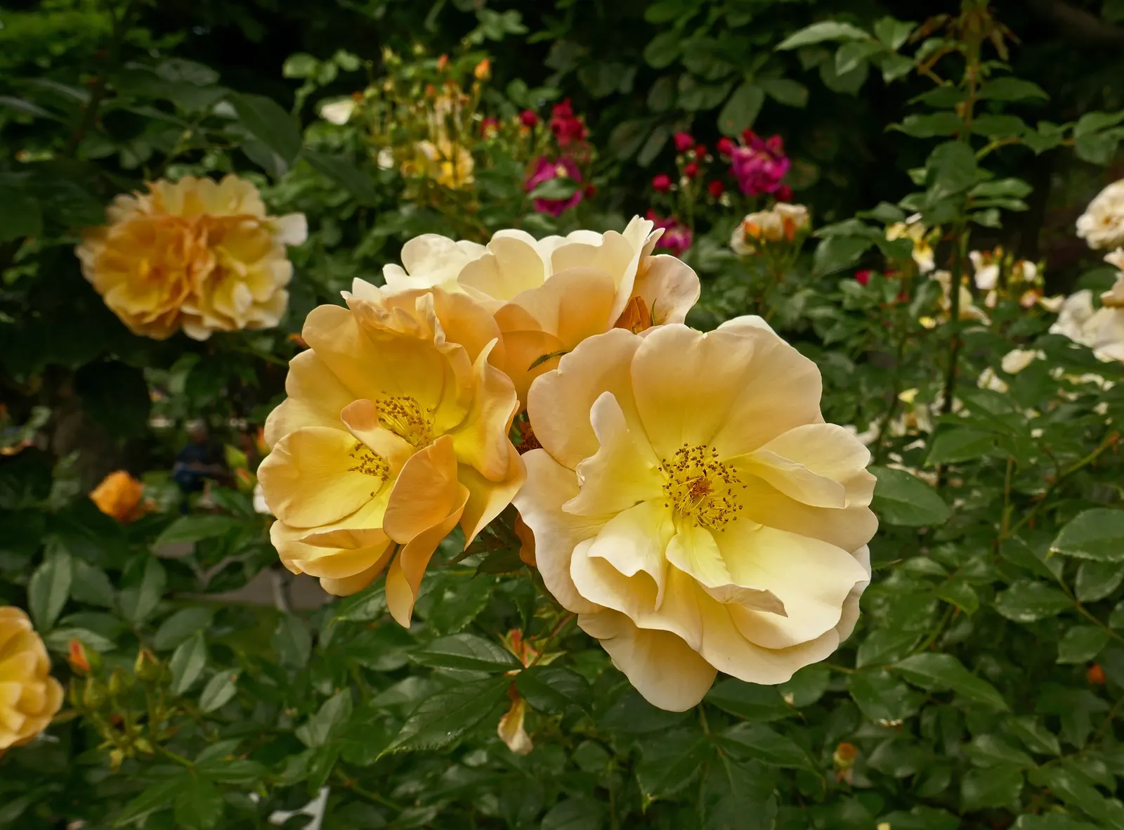 Ambridge Rose English Rose (Rosa David Austin 'Ambridge Rose') — delightful fragrance reminiscent of myrrh