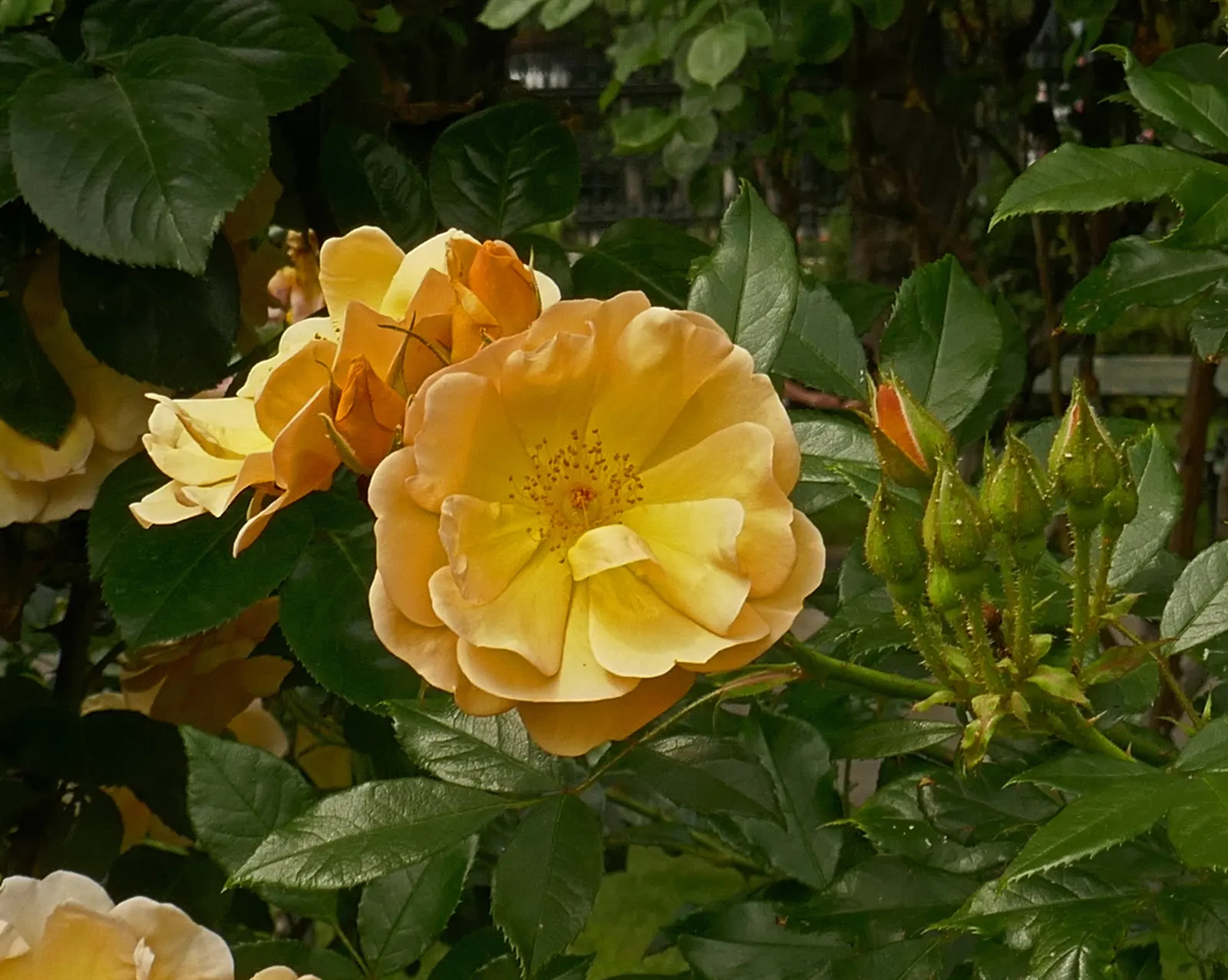 Ambridge Rose English Rose (Rosa David Austin 'Ambridge Rose') — pink flowers in the garden