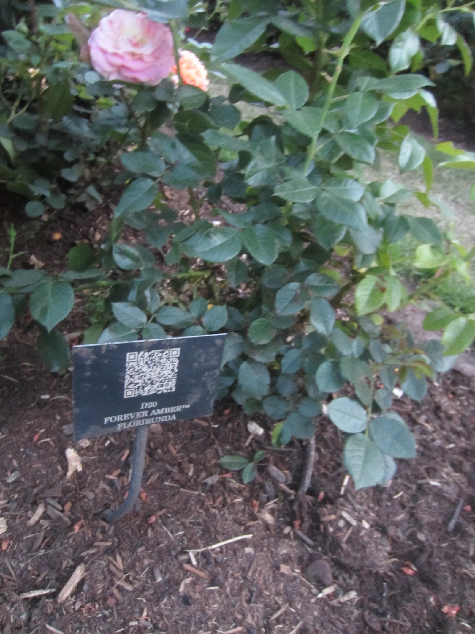 Ambridge Rose English Rose (Rosa David Austin 'Ambridge Rose') — Hardiness zones 5-9 ensure broad adaptability within temperate climates; each flower measures