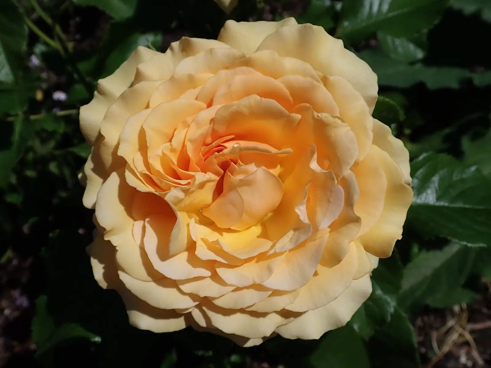 Ambridge Rose English Rose (Rosa David Austin 'Ambridge Rose') — 'Ambridge Rose' proudly showcases stunning apricot-pink blooms that radiate a warm