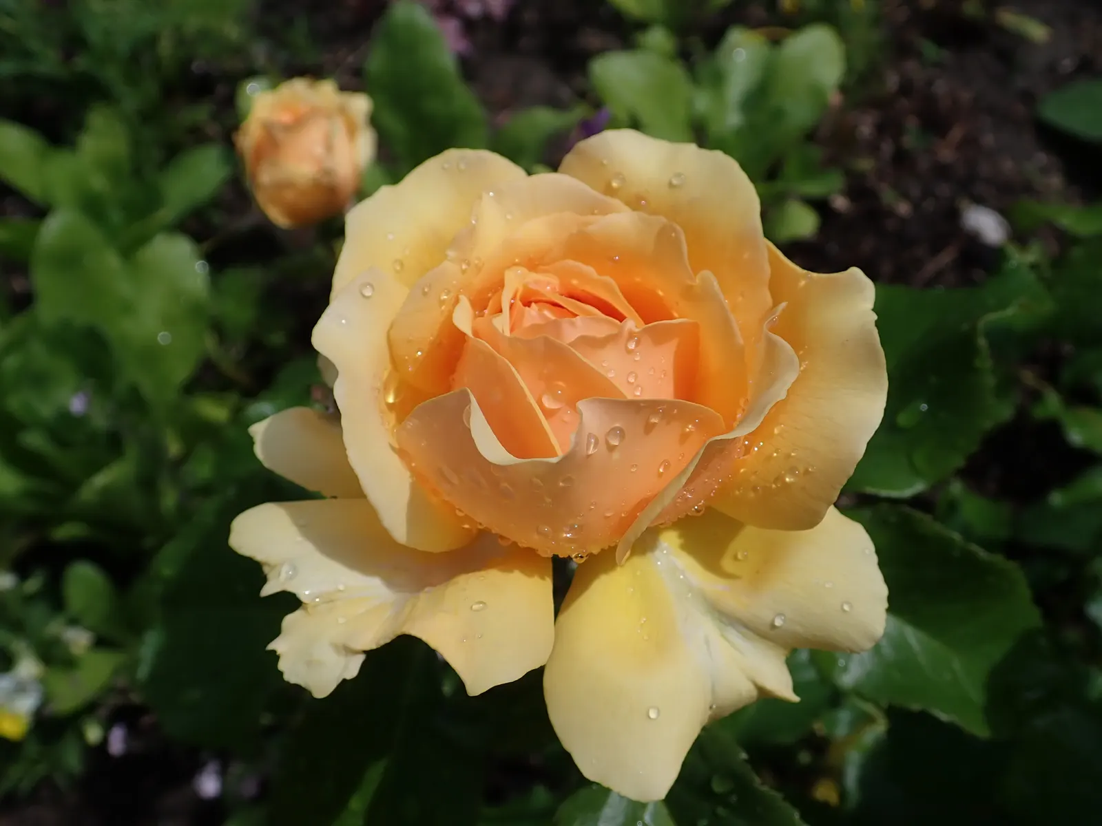 Ambridge Rose English Rose (Rosa David Austin 'Ambridge Rose') — thus making it an exemplary choice for garden borders