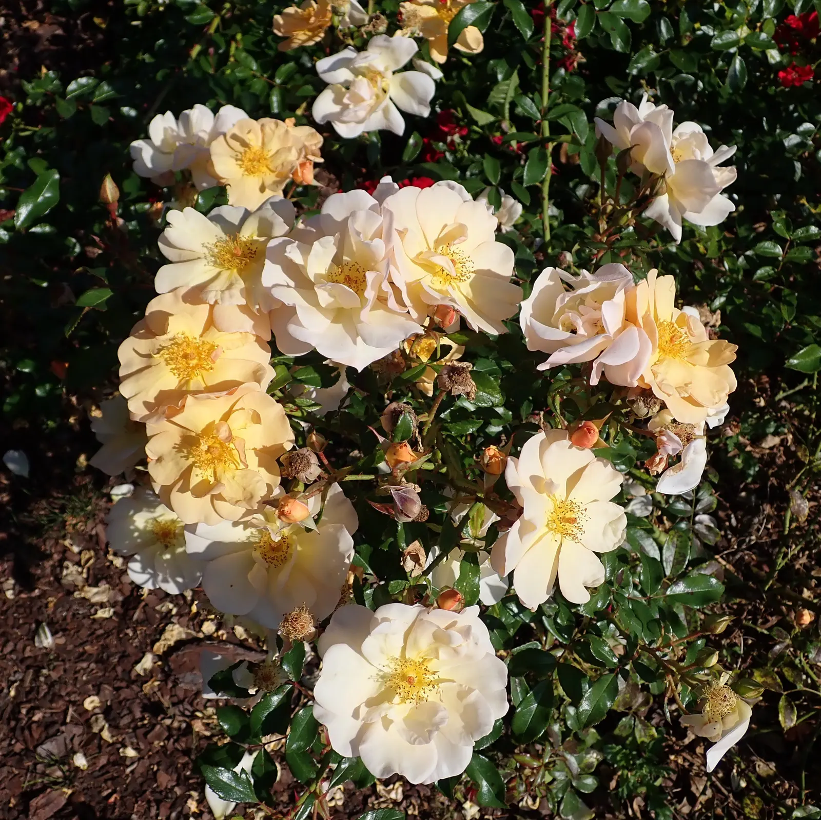 Ambridge Rose English Rose (Rosa David Austin 'Ambridge Rose') — The 'Ambridge Rose' is a cherished David Austin English Rose