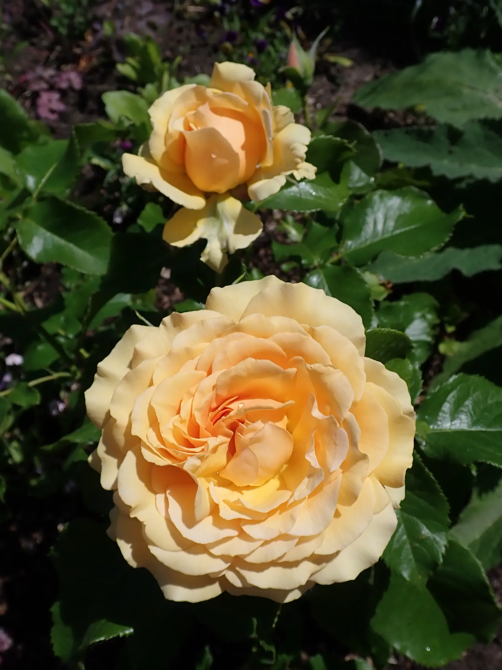 Ambridge Rose English Rose (Rosa David Austin 'Ambridge Rose') — reaching up to 4 feet in height and spreading 3 feet wide; shrub for full