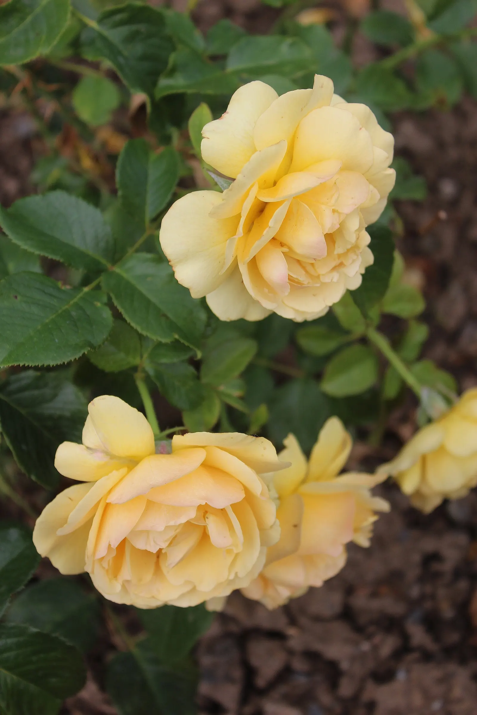 Ambridge Rose English Rose (Rosa David Austin 'Ambridge Rose') — ensuring it will be a treasured addition to any garden
