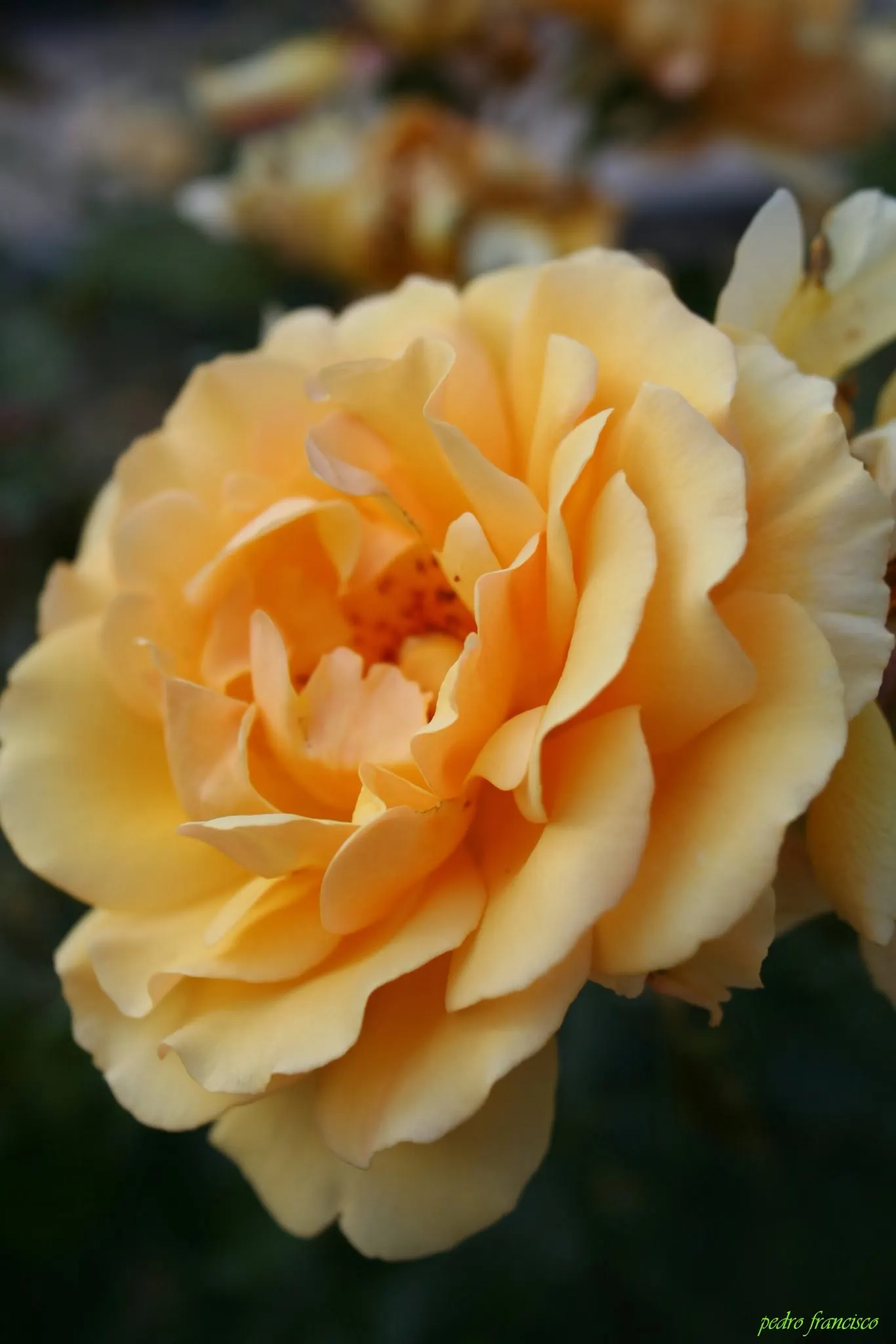 Ambridge Rose English Rose (Rosa David Austin 'Ambridge Rose') — shrub with pink blooms