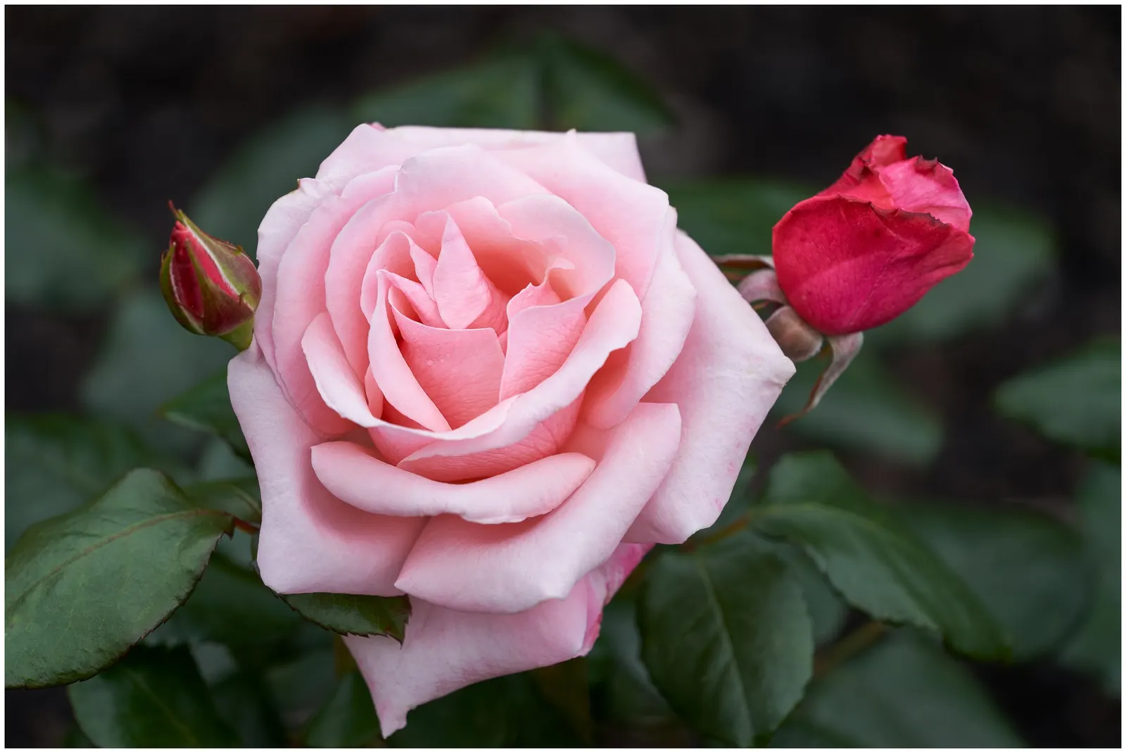 Ambridge Rose English Rose (Rosa David Austin 'Ambridge Rose') — Optimum growth is observed within USDA hardiness zones 5 through 9