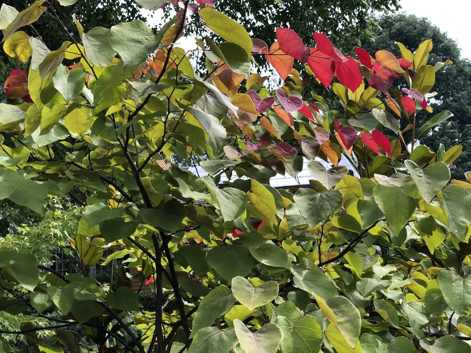 Flame Thrower Eastern Redbud (Cercis Canadensis 'Flame Thrower') — This small, deciduous tree reaches 15-20 feet tall and 15 feet wide, perfect for