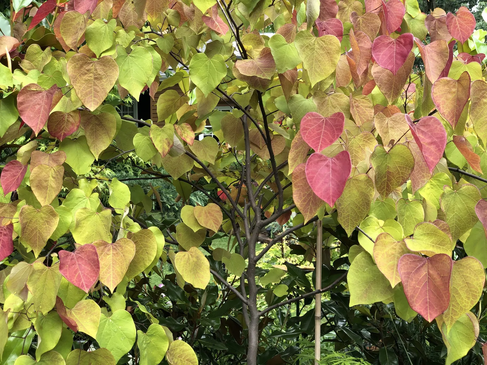 Flame Thrower Eastern Redbud (Cercis Canadensis 'Flame Thrower') — Hardy in USDA zones 5-9, it thrives in full sun to partial shade