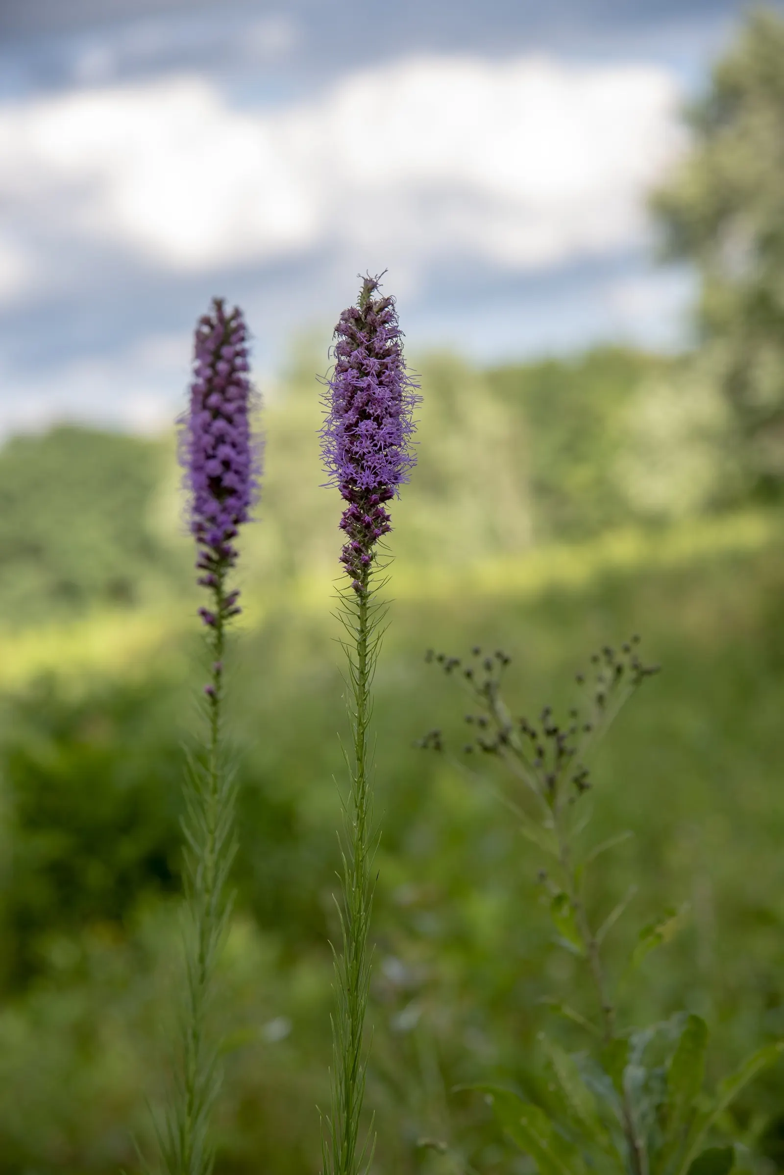 Spike Gayfeather, Blazing Star (Liatris Spicata) — perennial for full or half; with minimal upkeep and striking beauty