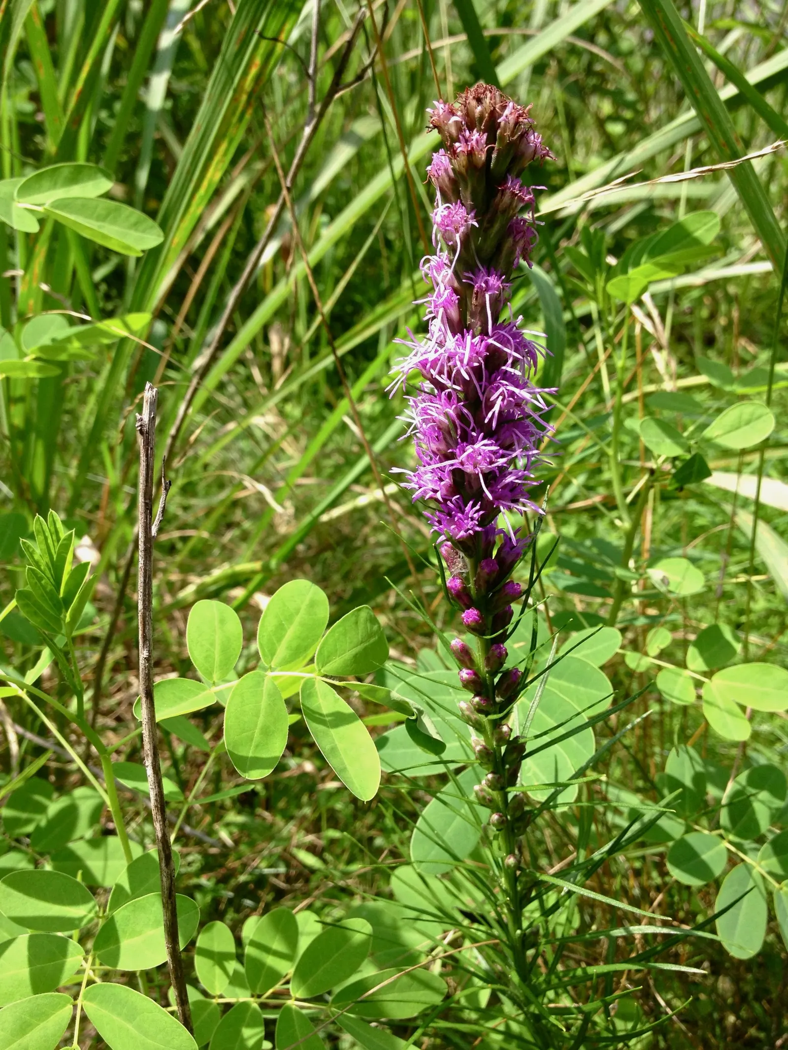 Spike Gayfeather, Blazing Star (Liatris Spicata) — Its vertical flower spikes; perennial for full or half