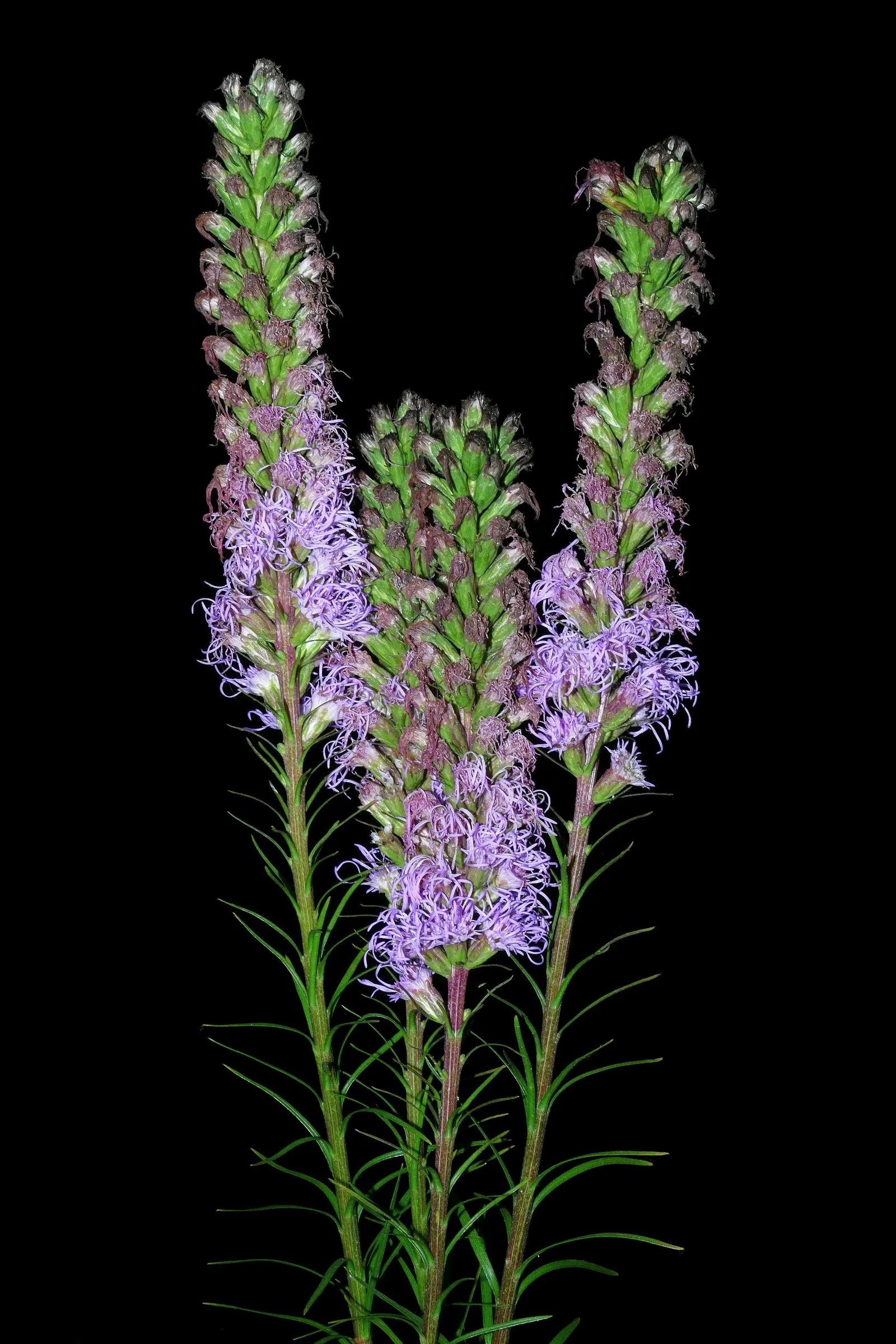 Spike Gayfeather, Blazing Star (Liatris Spicata) — dense spikes of purple flowers