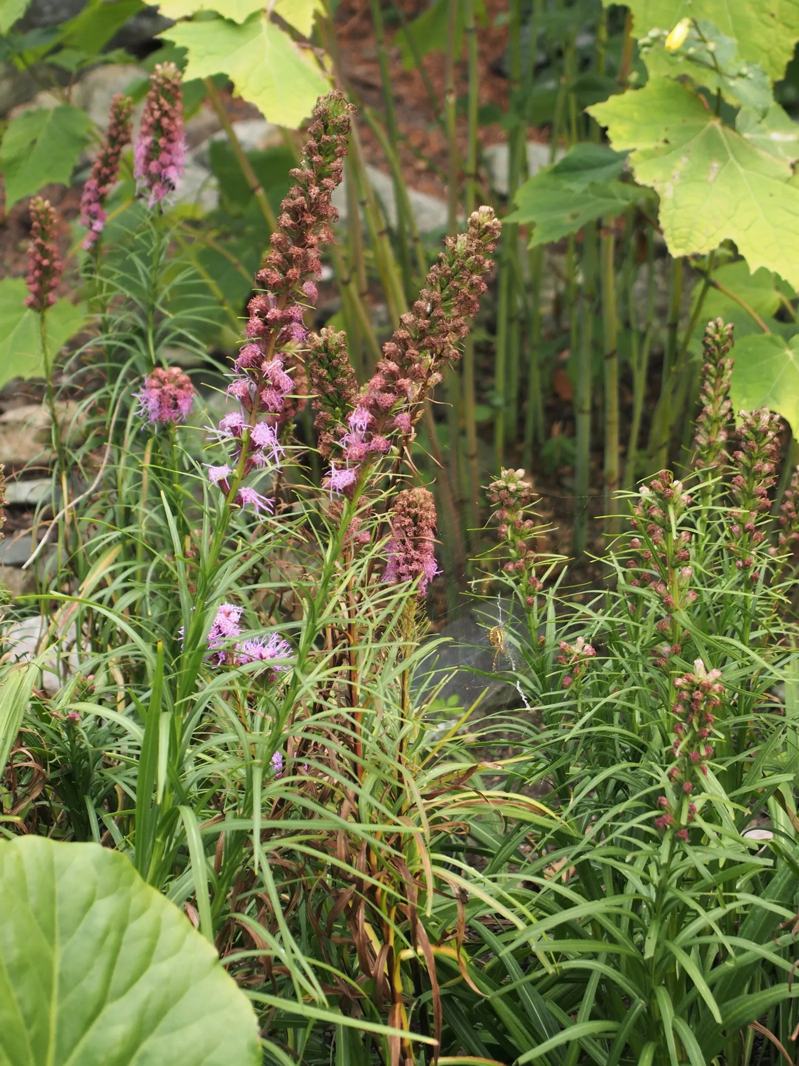Spike Gayfeather, Blazing Star (Liatris Spicata) — Spacing is typically 12-15 inches apart