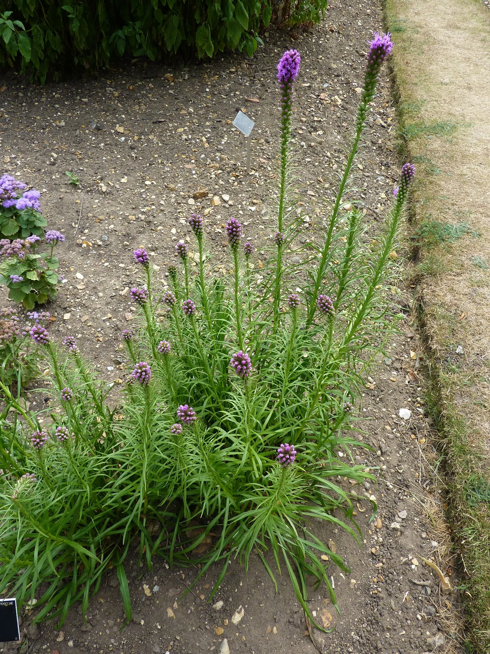 Spike Gayfeather, Blazing Star (Liatris Spicata) — Spacing is typically 12-15 inches apart; it thrives in full sun and well-drained soils, blooming in late