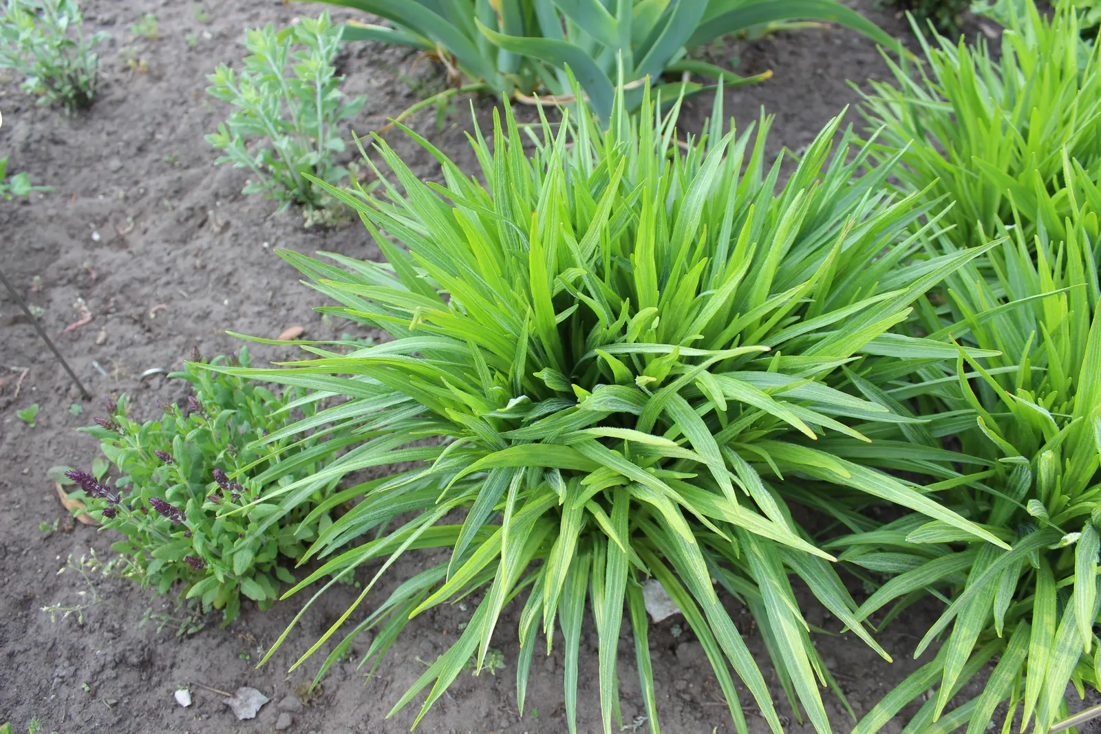 Spike Gayfeather, Blazing Star (Liatris Spicata) — is a North American perennial with striking