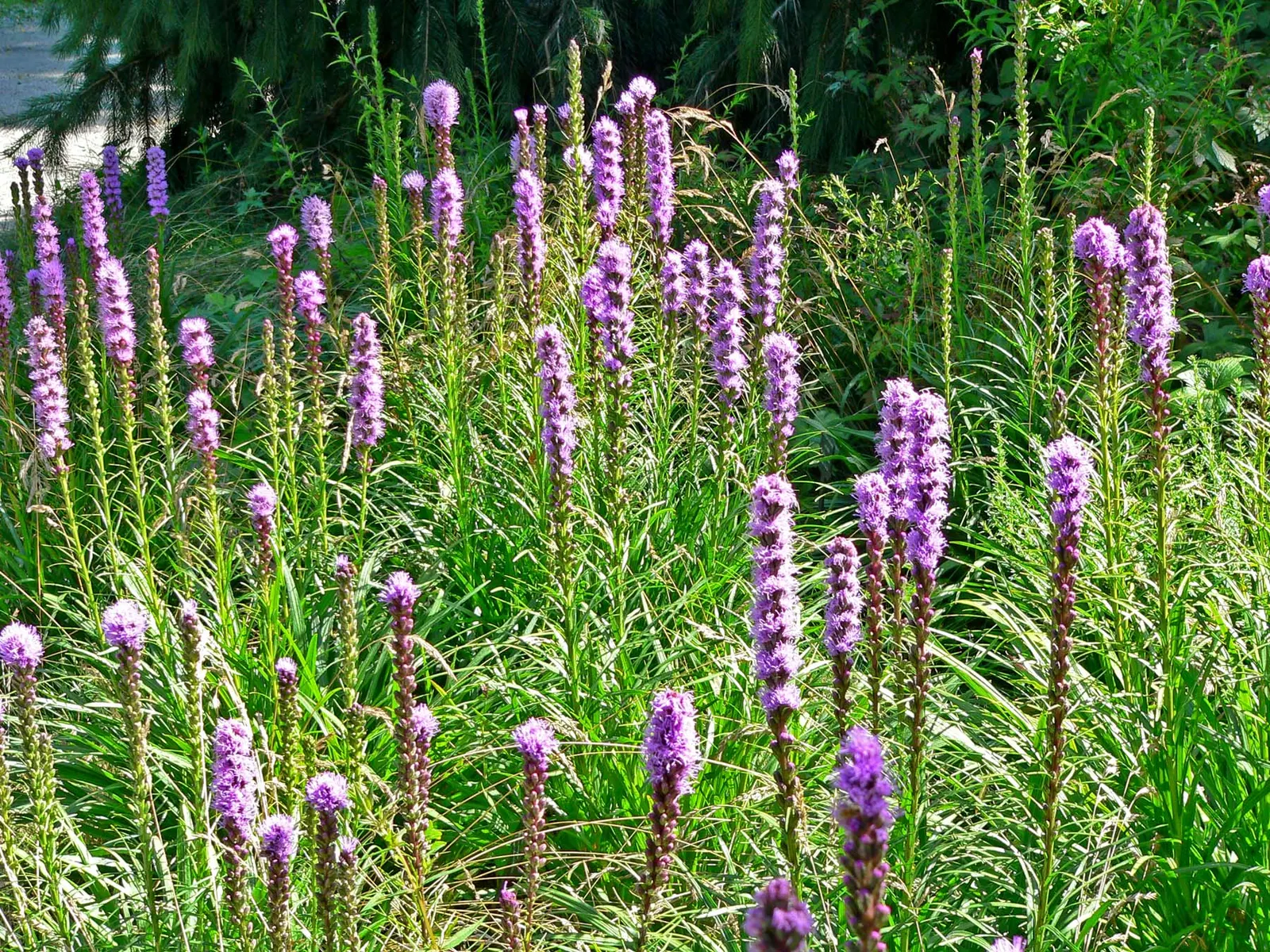 Spike Gayfeather, Blazing Star (Liatris Spicata) — It thrives in full sun and well-drained soils, blooming in late summer; its vertical flower spikes