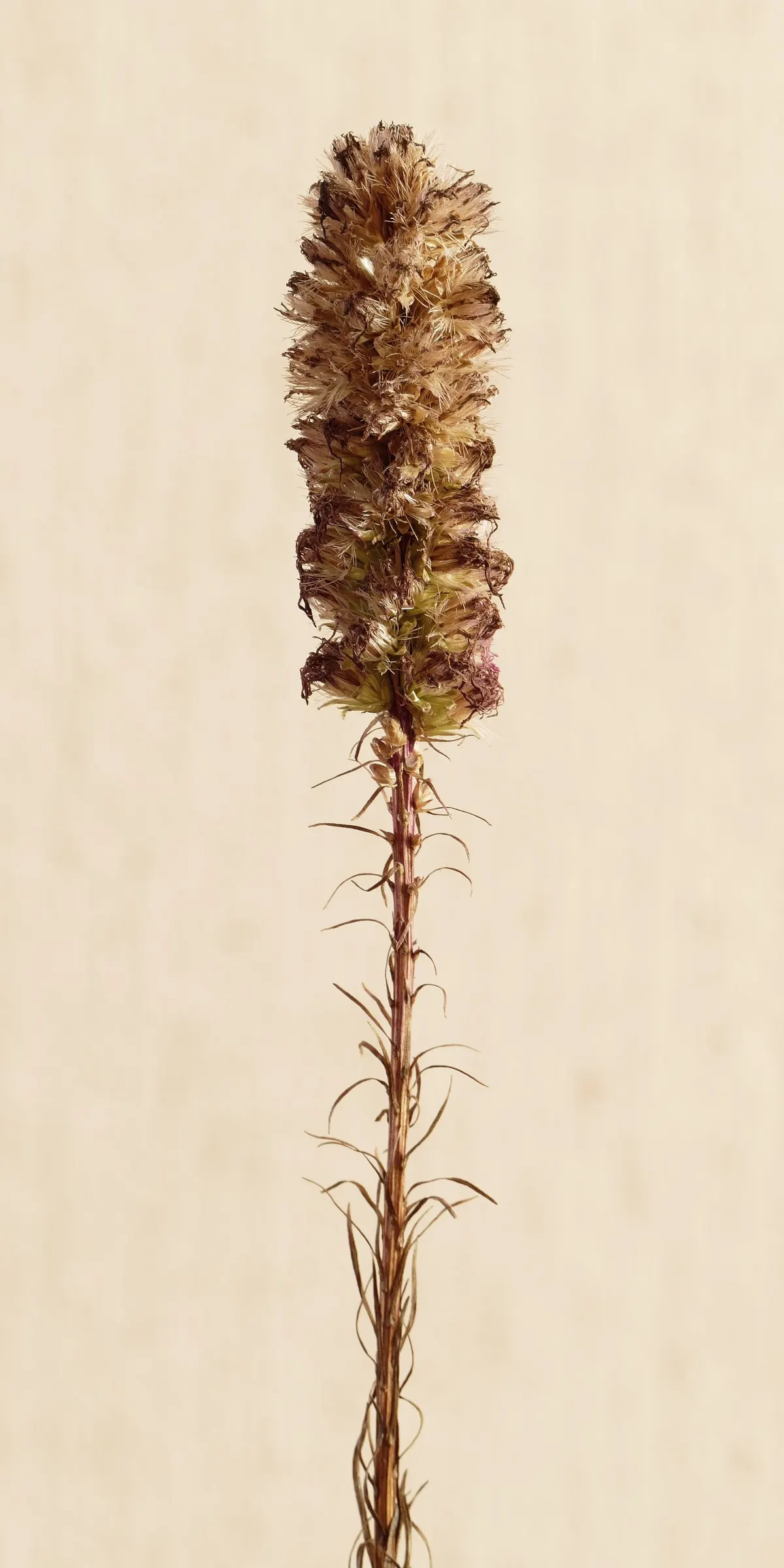 Spike Gayfeather, Blazing Star (Liatris Spicata) — Its vertical flower spikes